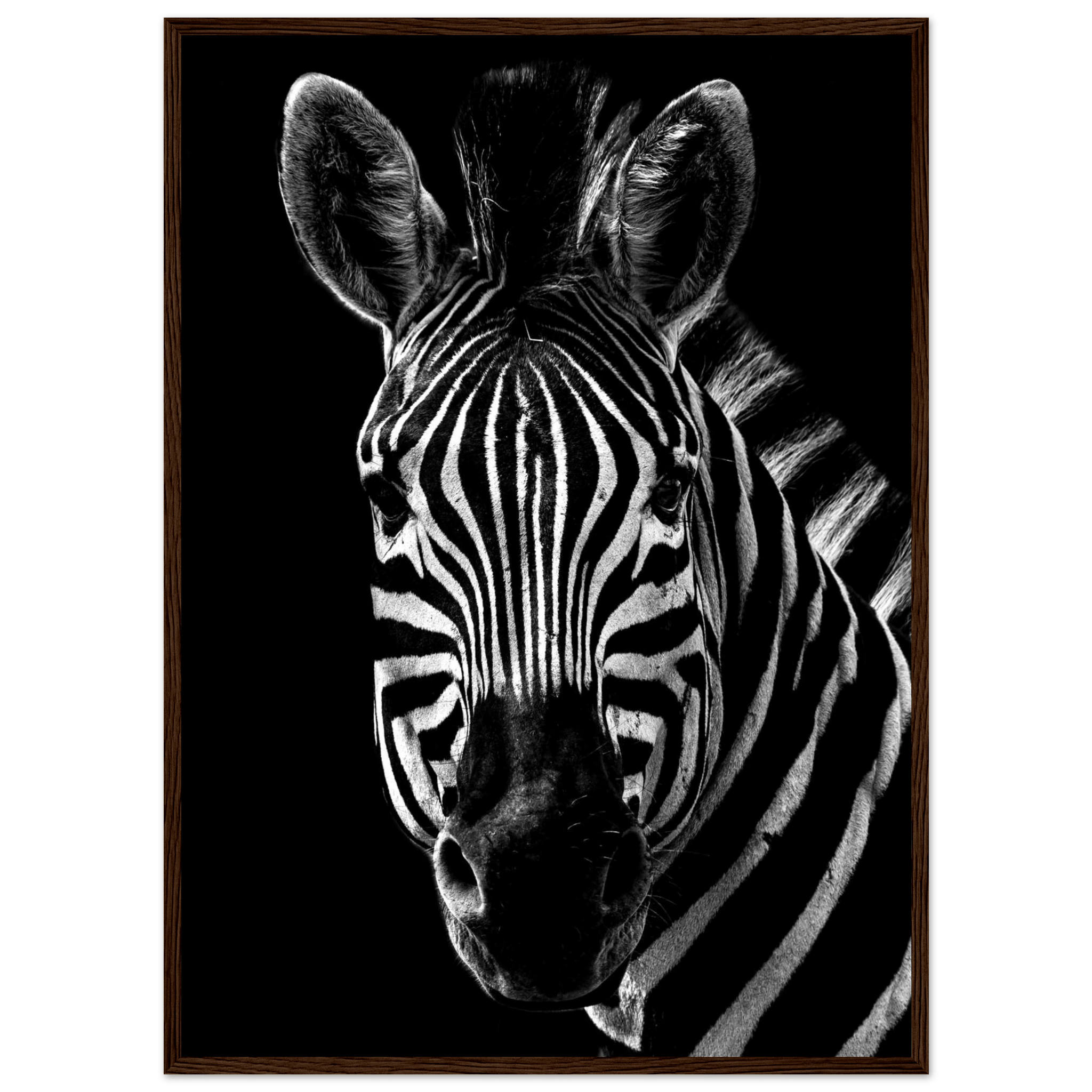 Zebra - Poster - Arthena