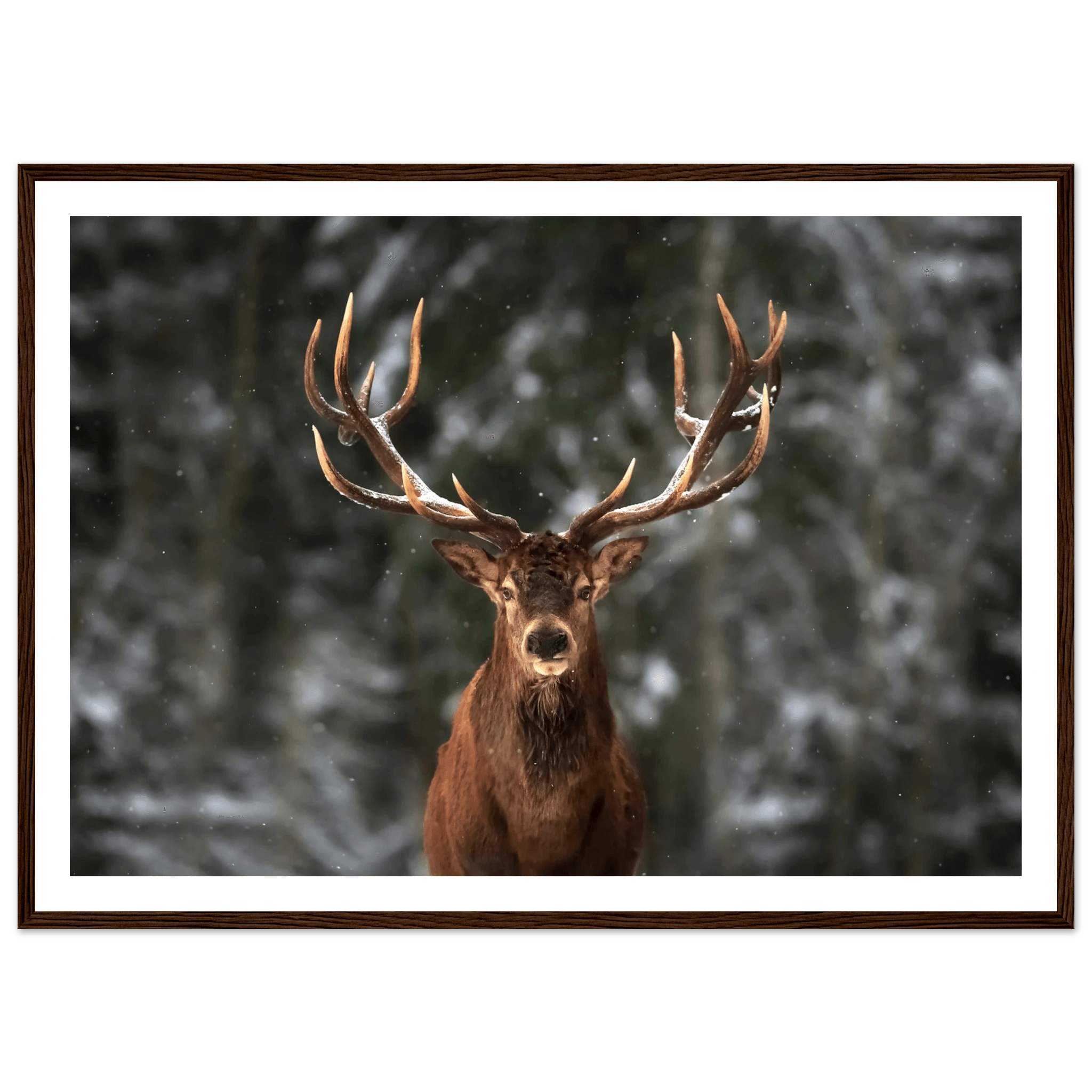 Stag in snow - Poster - Arthena