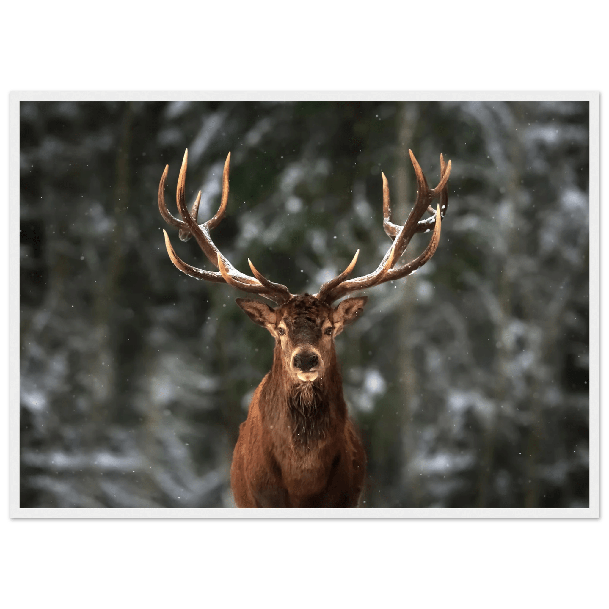 Stag in snow - Poster - Arthena