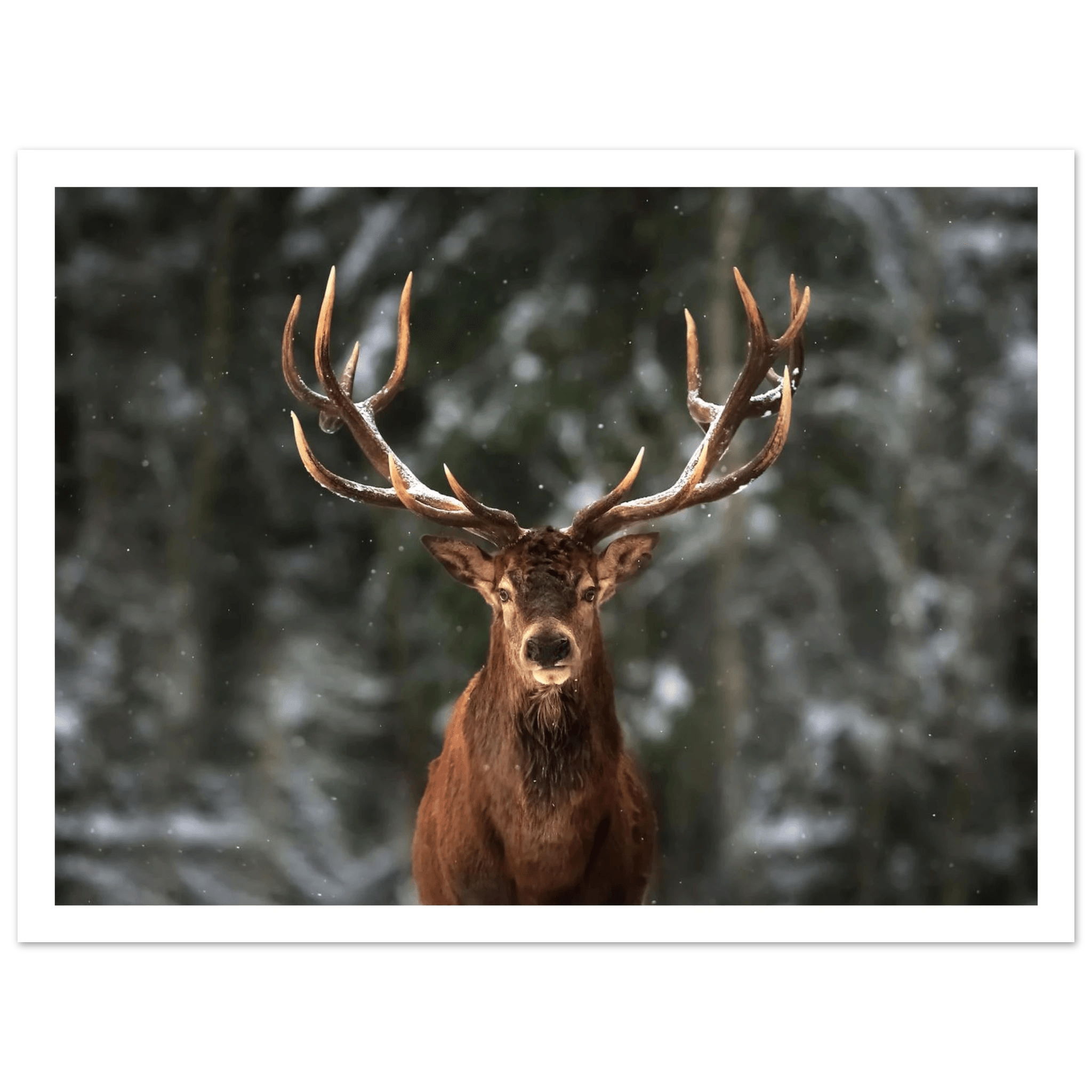 Stag in snow - Poster - Arthena