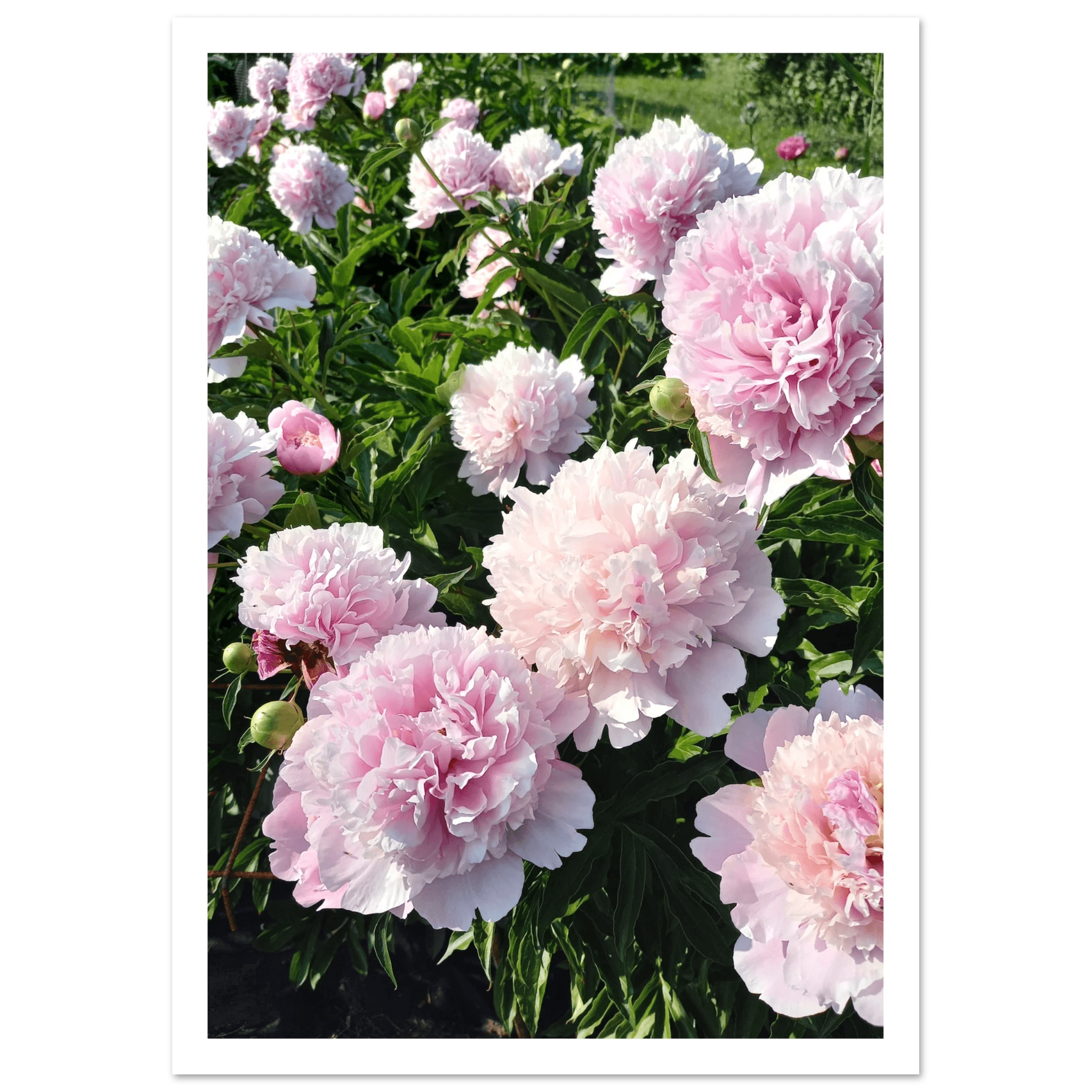 Peonies - Poster - Arthena