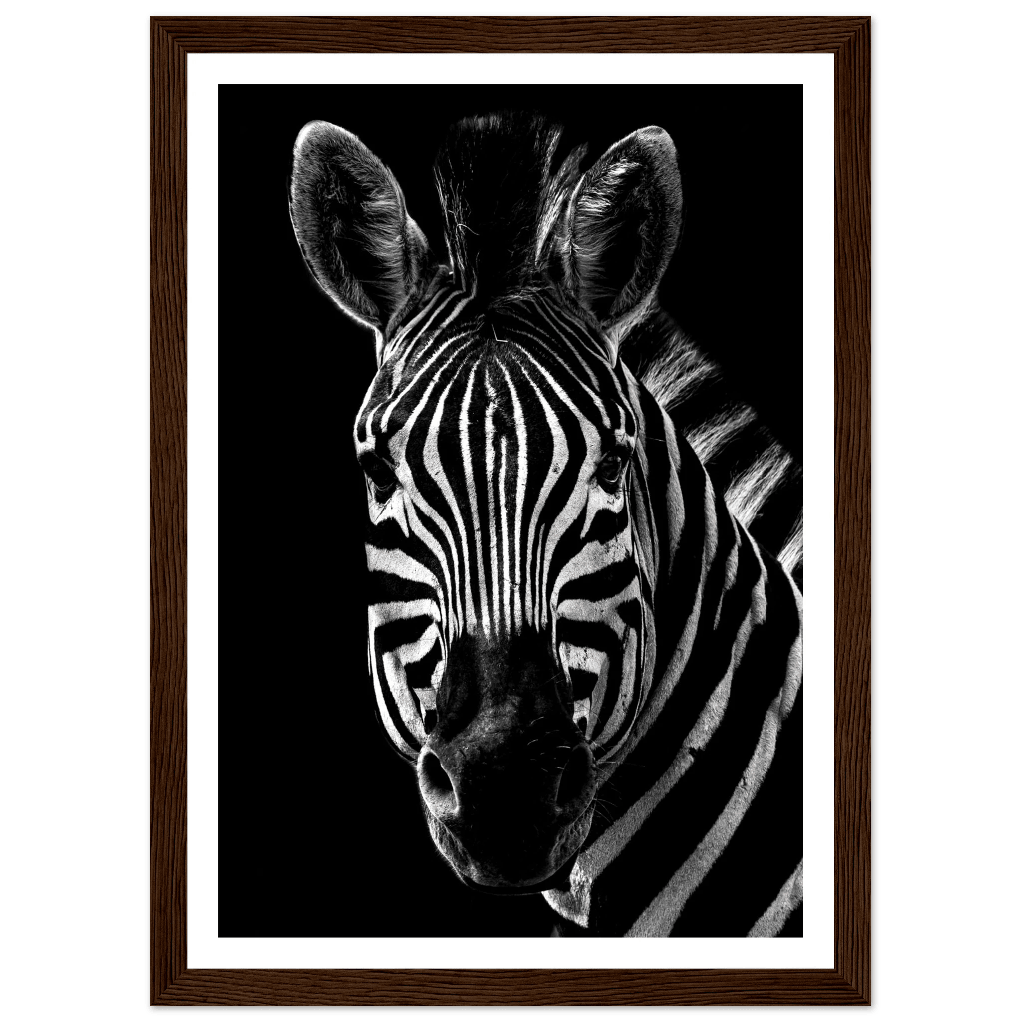 Zebra - Poster - Arthena