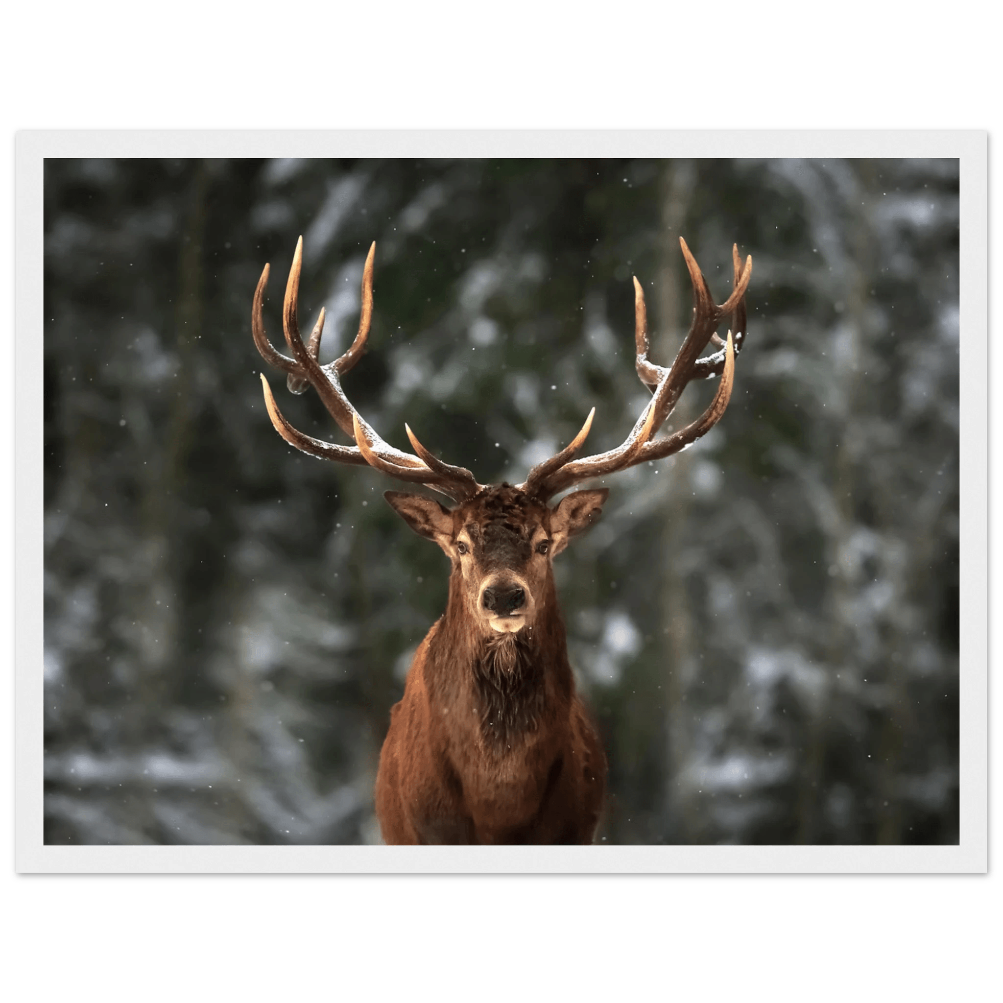 Stag in snow - Poster - Arthena