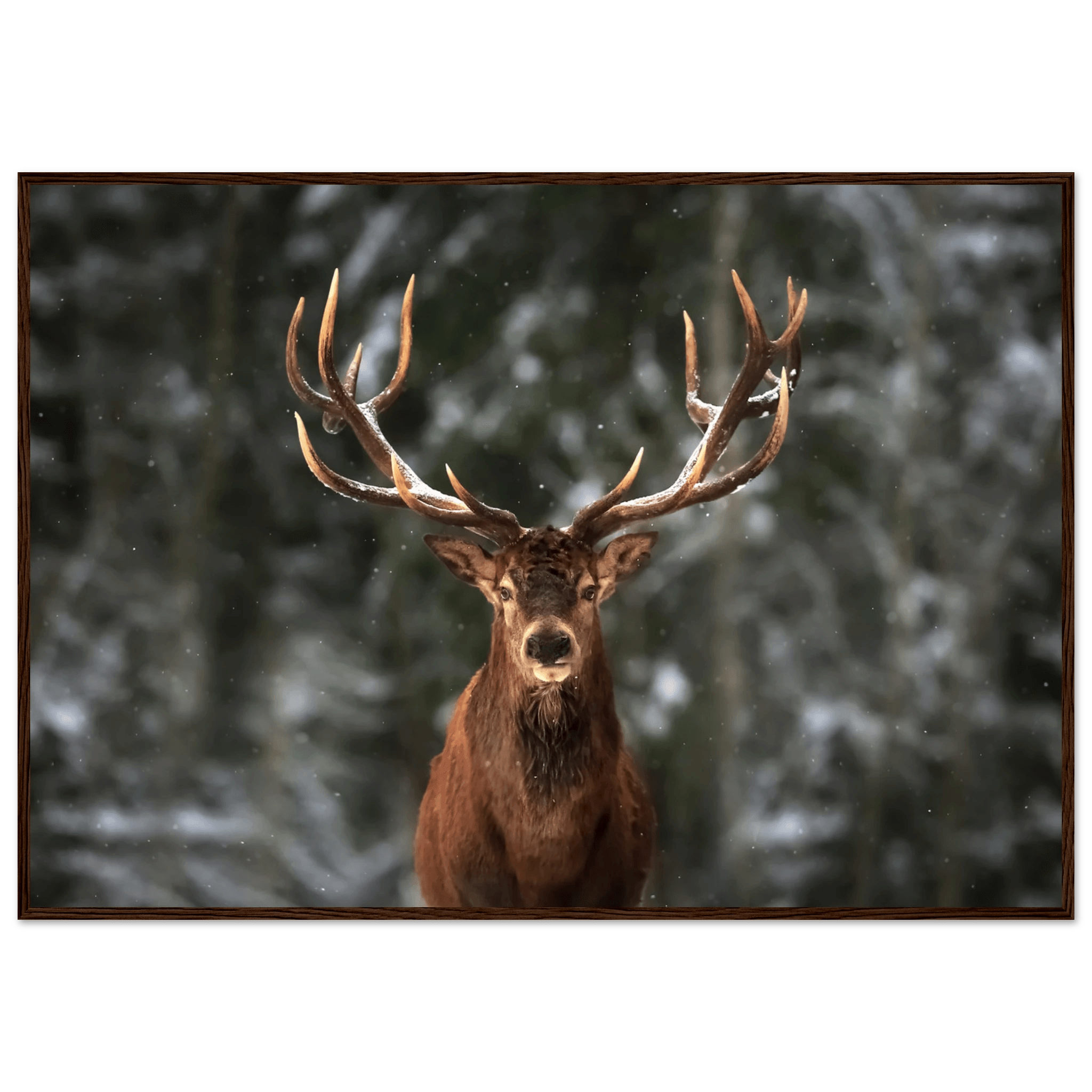 Stag in snow - Poster - Arthena