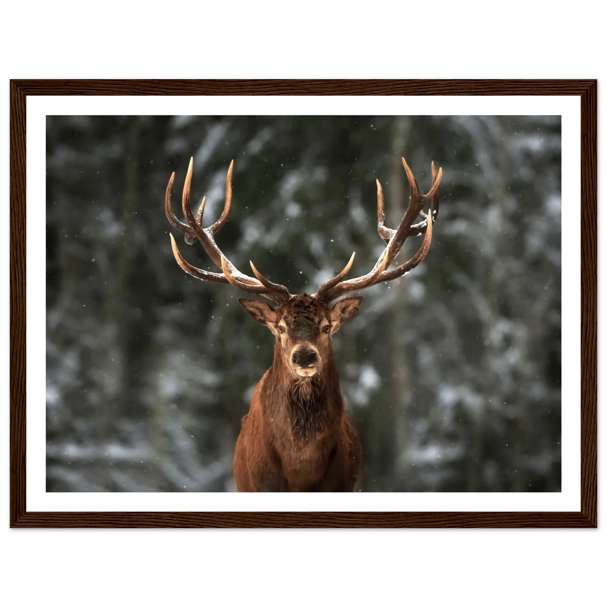 Stag in snow - Poster - Arthena