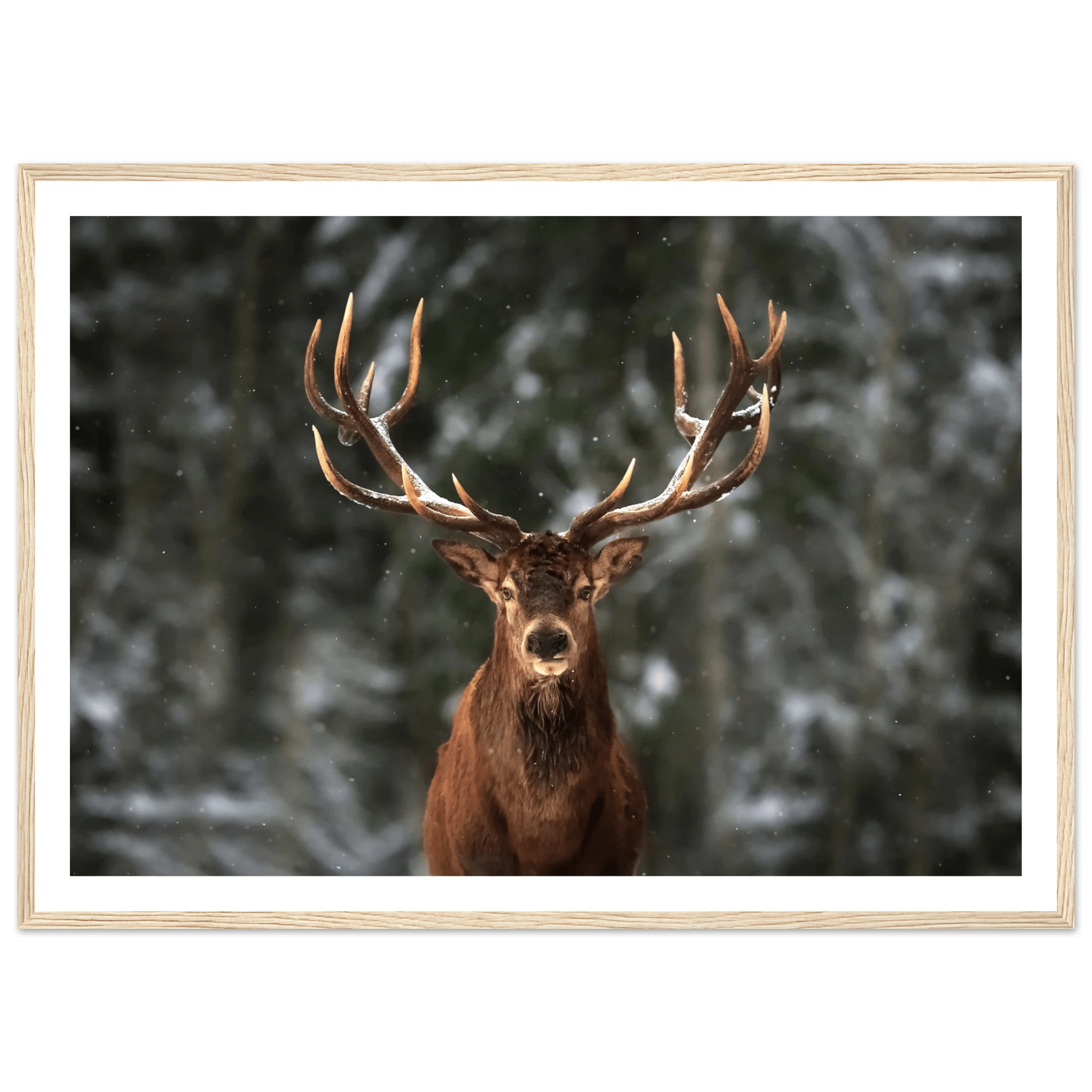 Stag in snow - Poster - Arthena