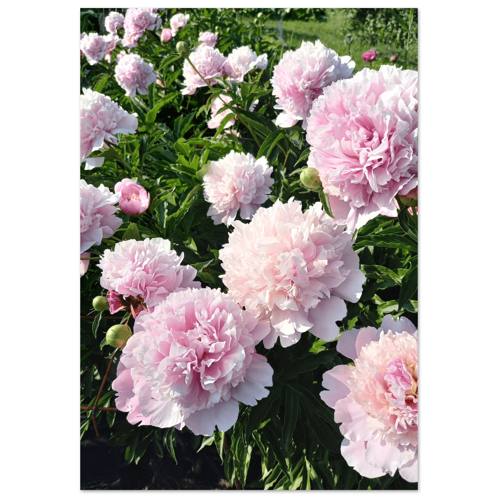 Peonies - Poster - Arthena