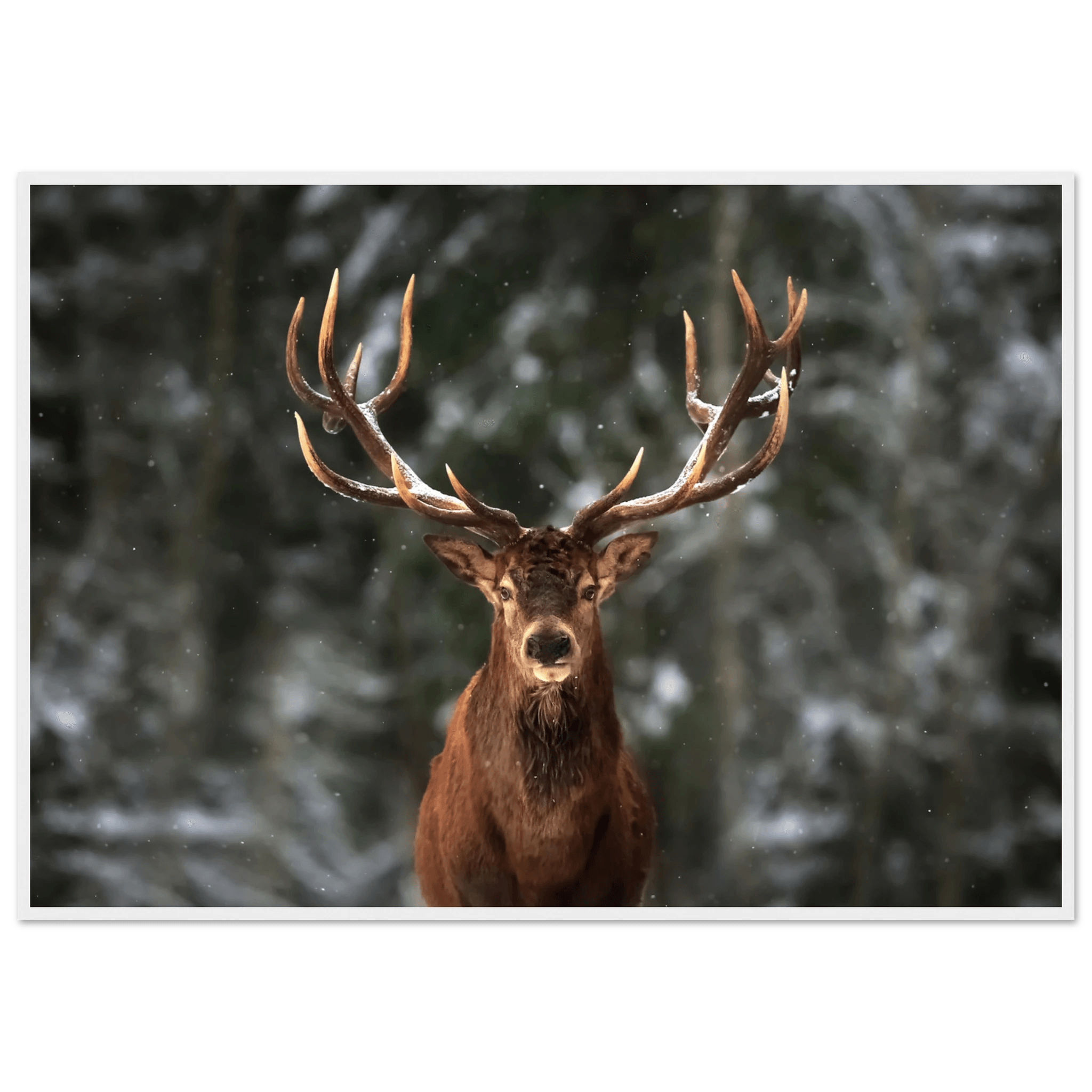 Stag in snow - Poster - Arthena