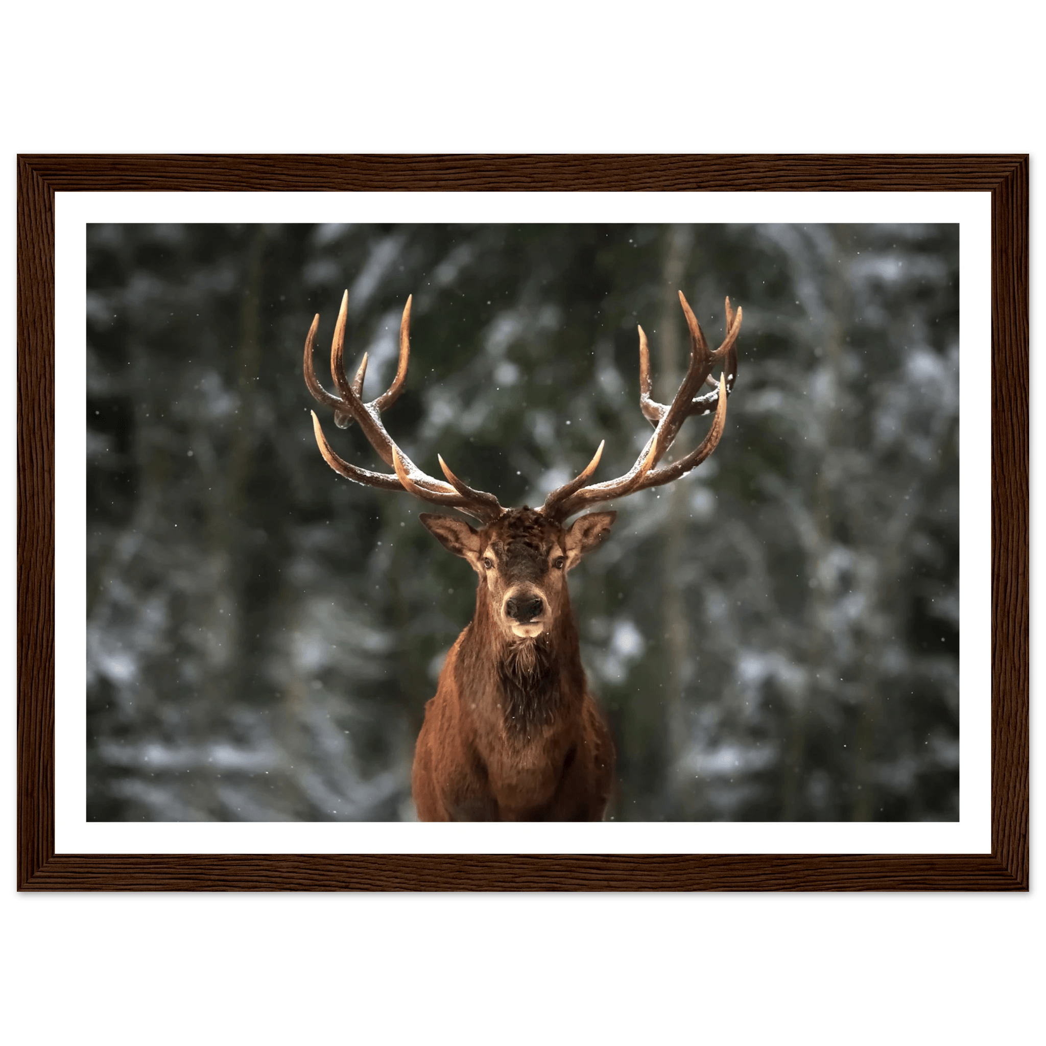 Stag in snow - Poster - Arthena