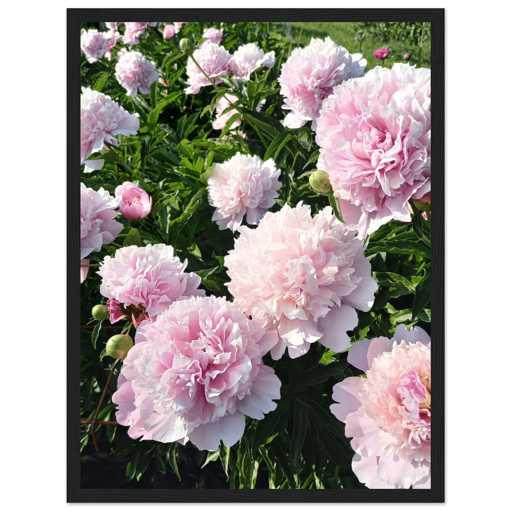 Peonies - Poster - Arthena