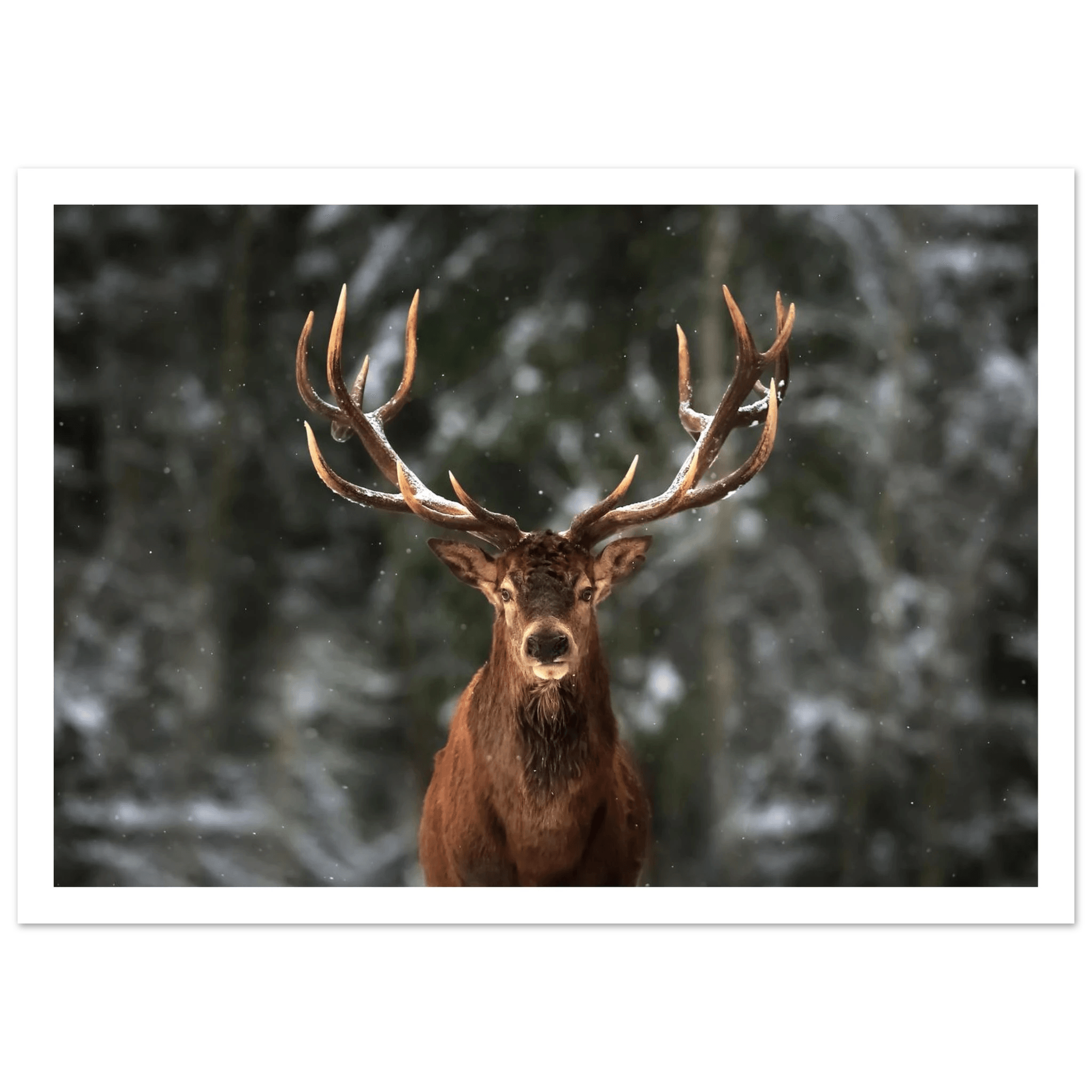 Stag in snow - Poster - Arthena