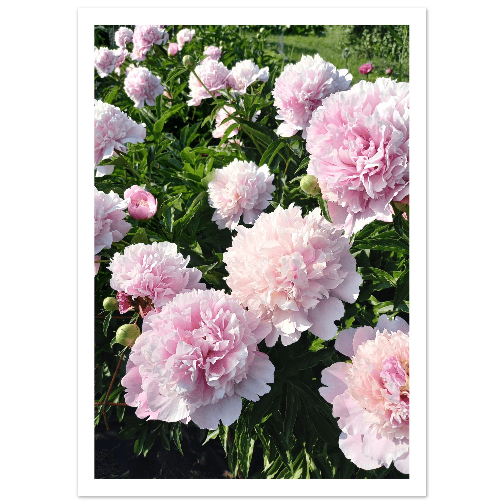 Peonies - Poster - Arthena