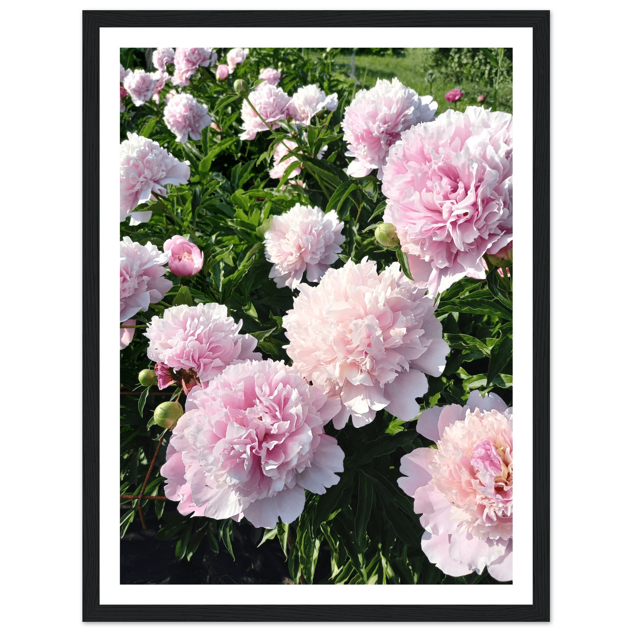 Peonies - Poster - Arthena