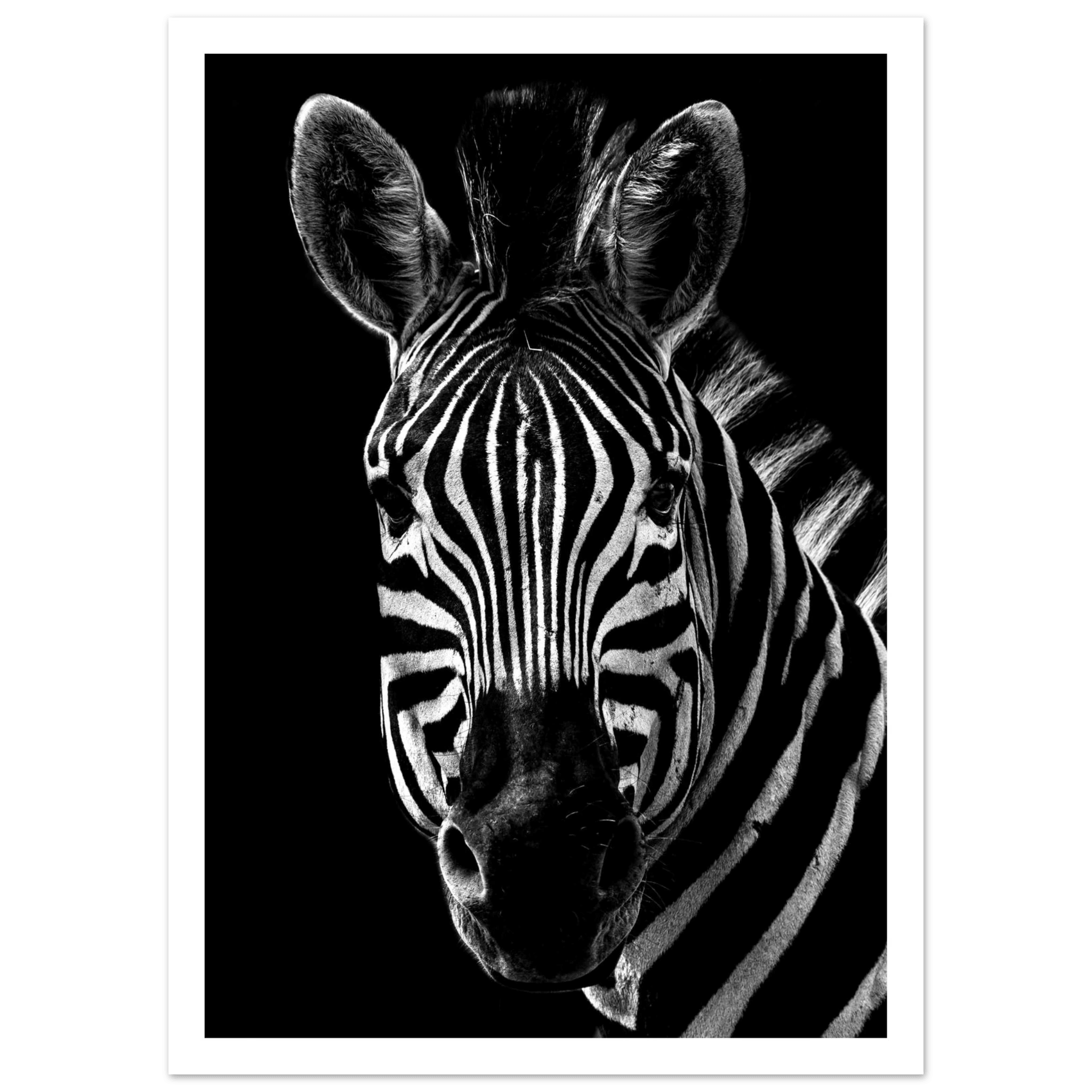 Zebra - Poster - Arthena