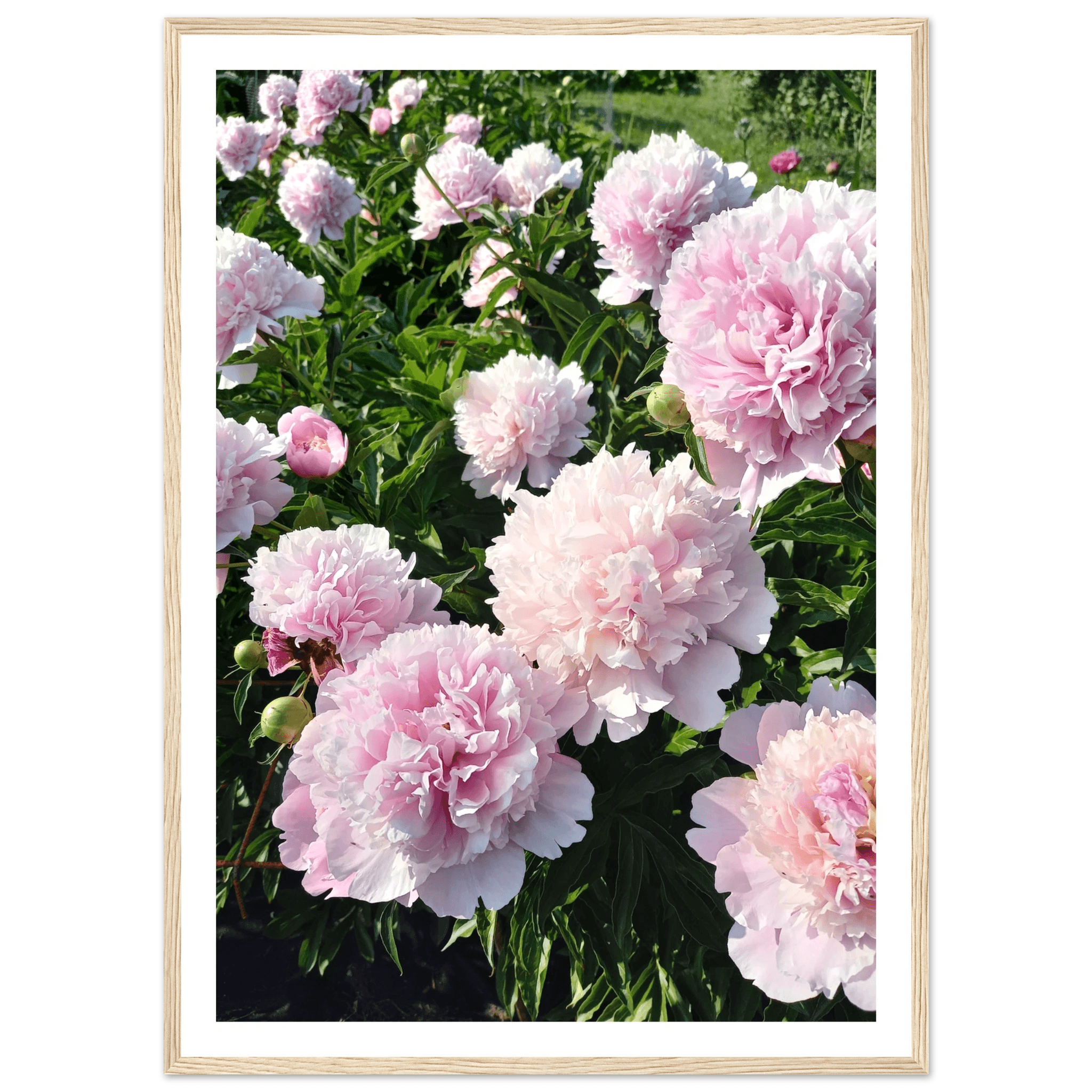 Peonies - Poster - Arthena