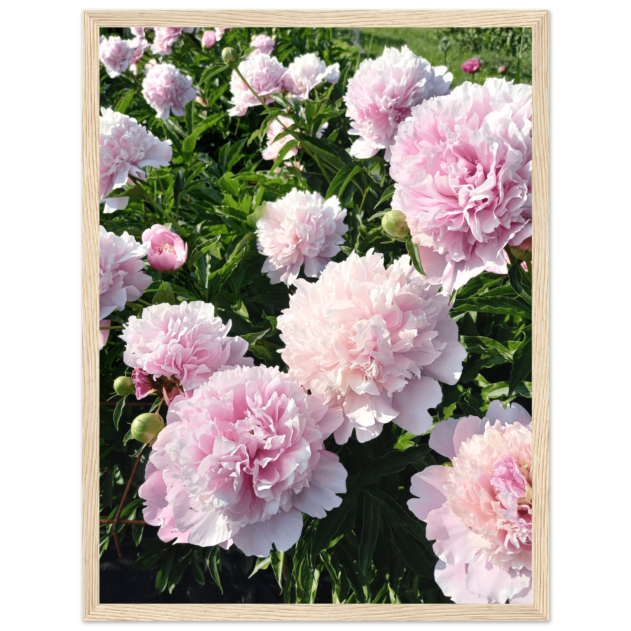 Peonies - Poster - Arthena