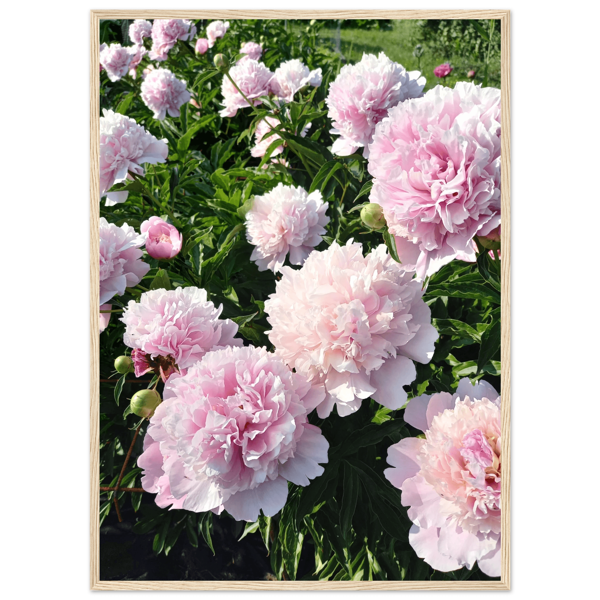Peonies - Poster - Arthena