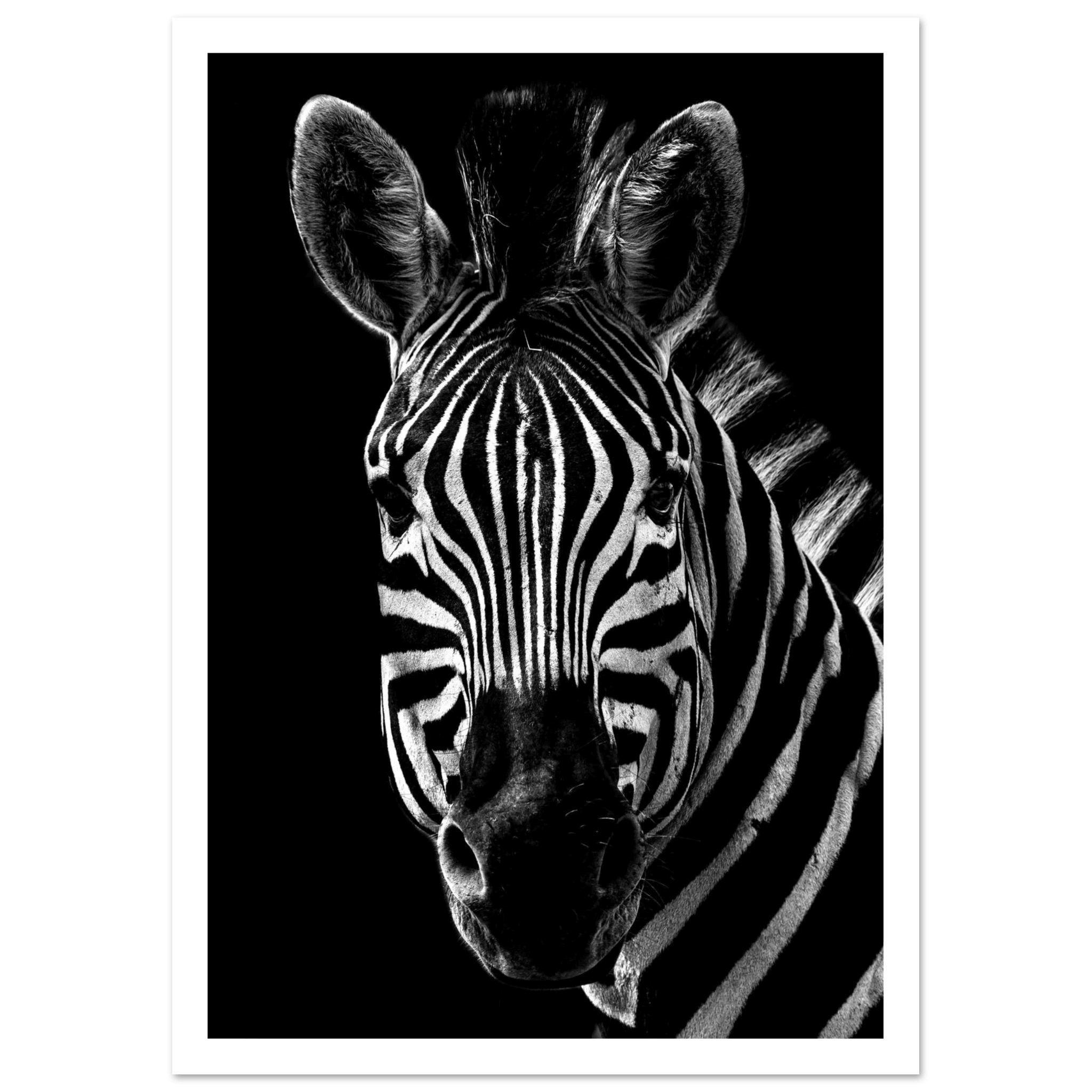 Zebra - Poster - Arthena