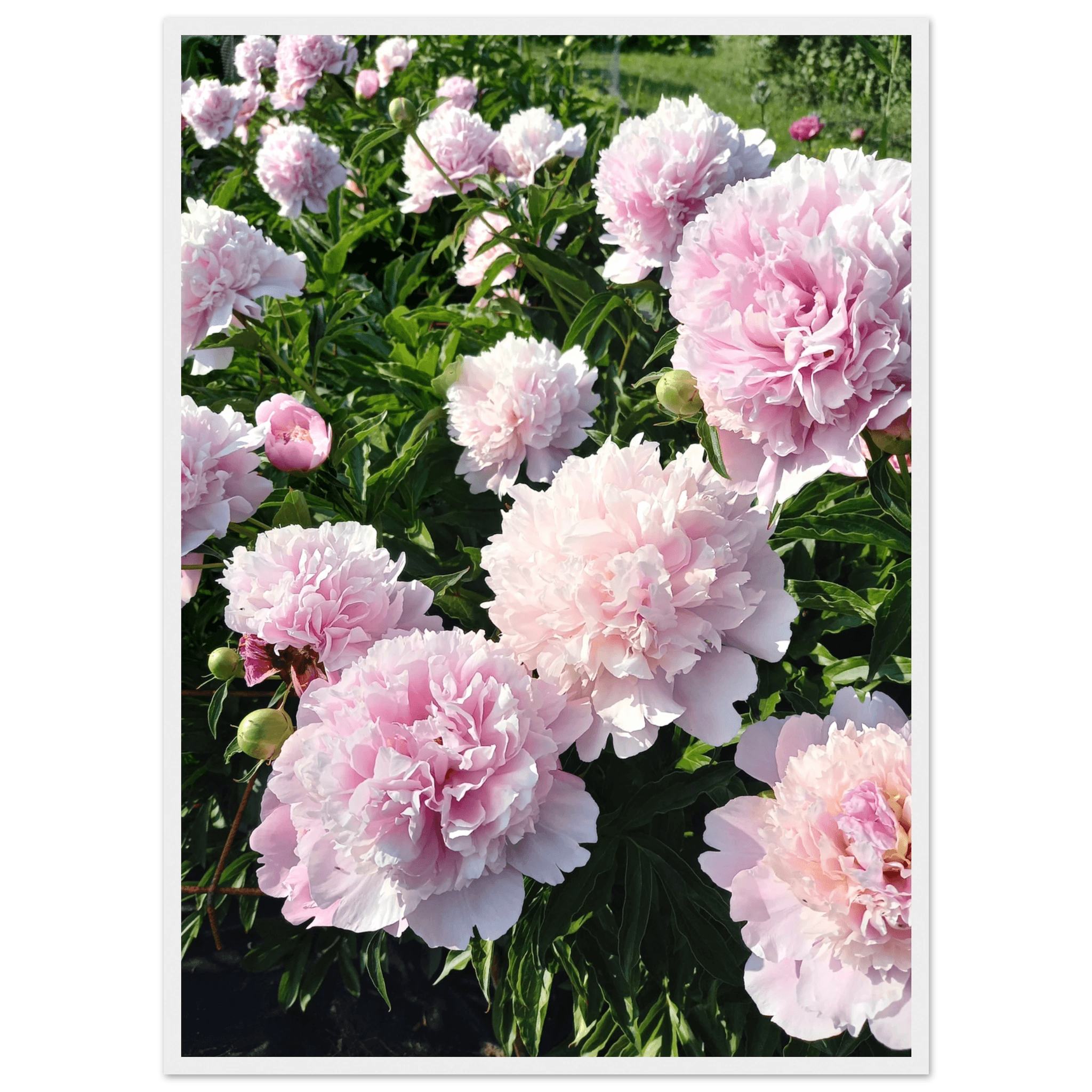 Peonies - Poster - Arthena