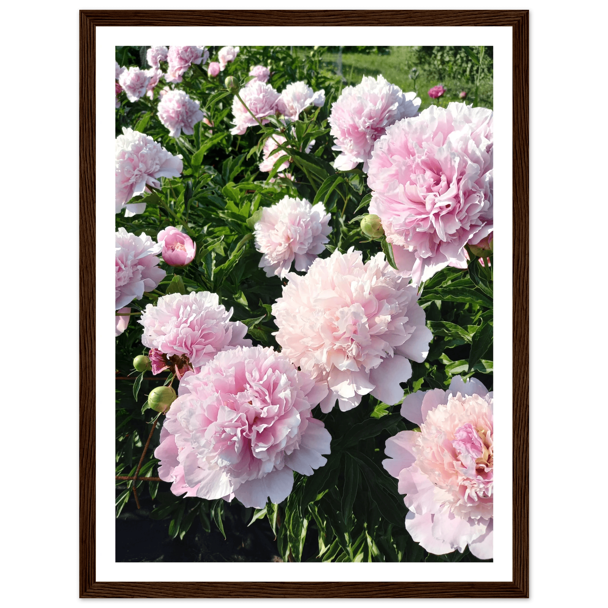 Peonies - Poster - Arthena