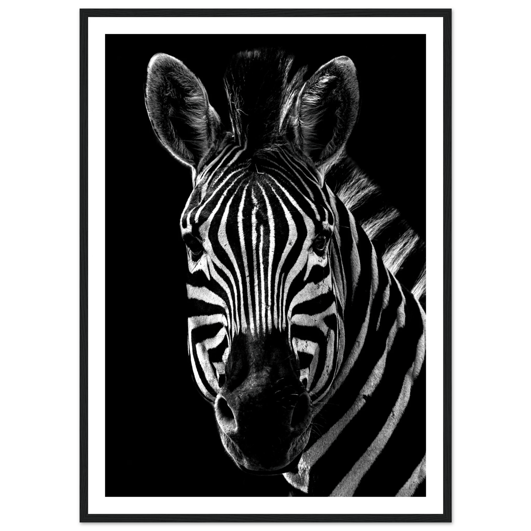 Zebra - Poster - Arthena