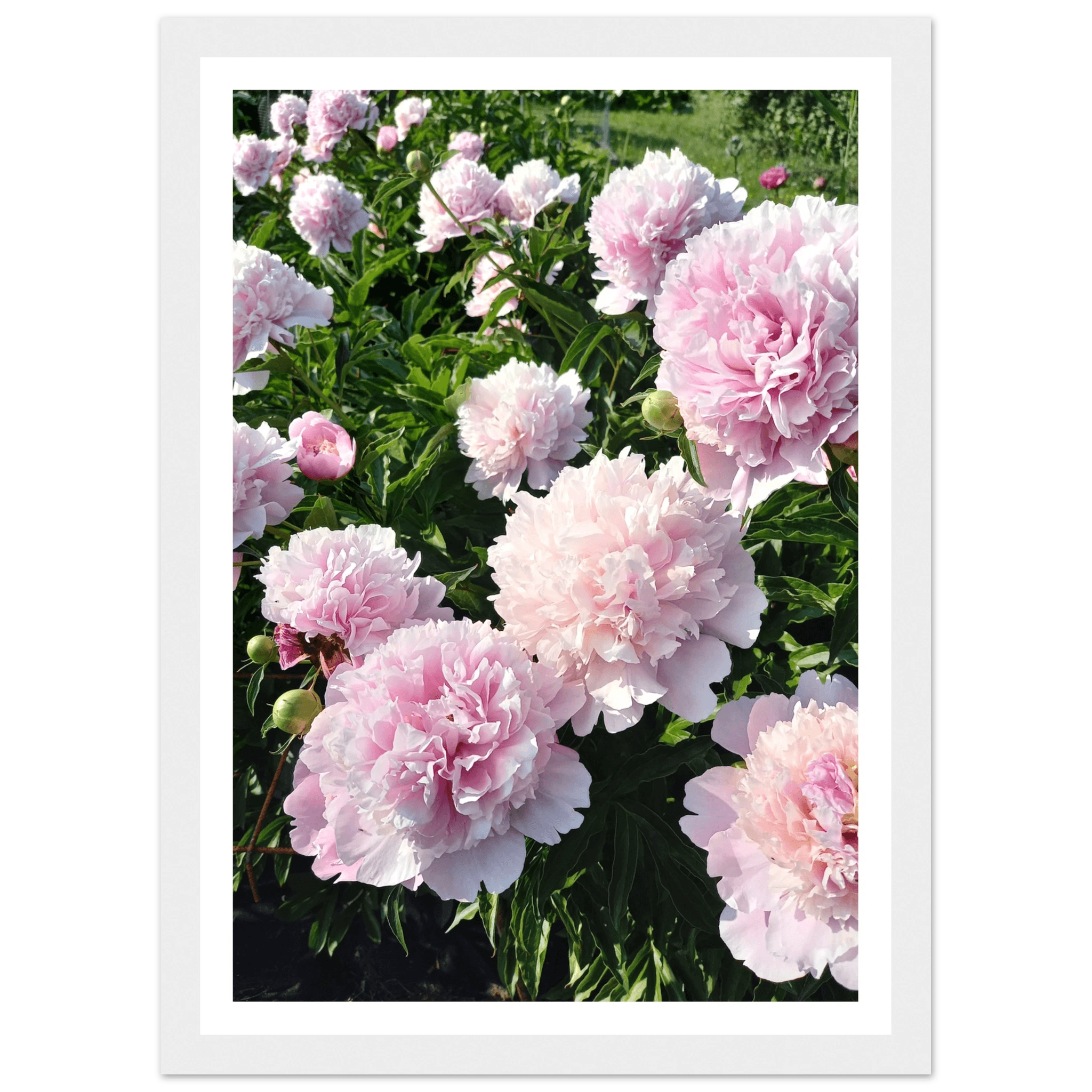 Peonies - Poster - Arthena