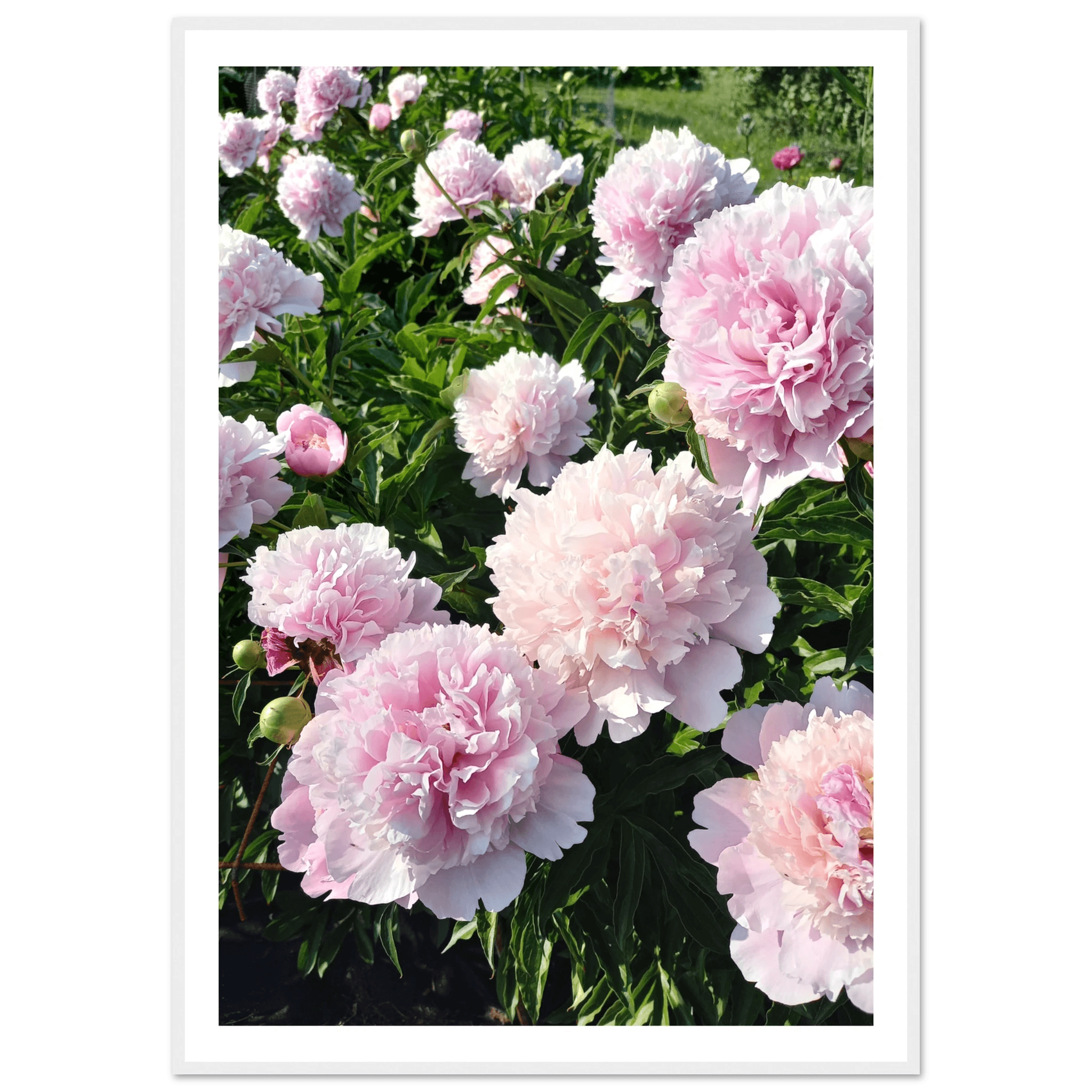 Peonies - Poster - Arthena