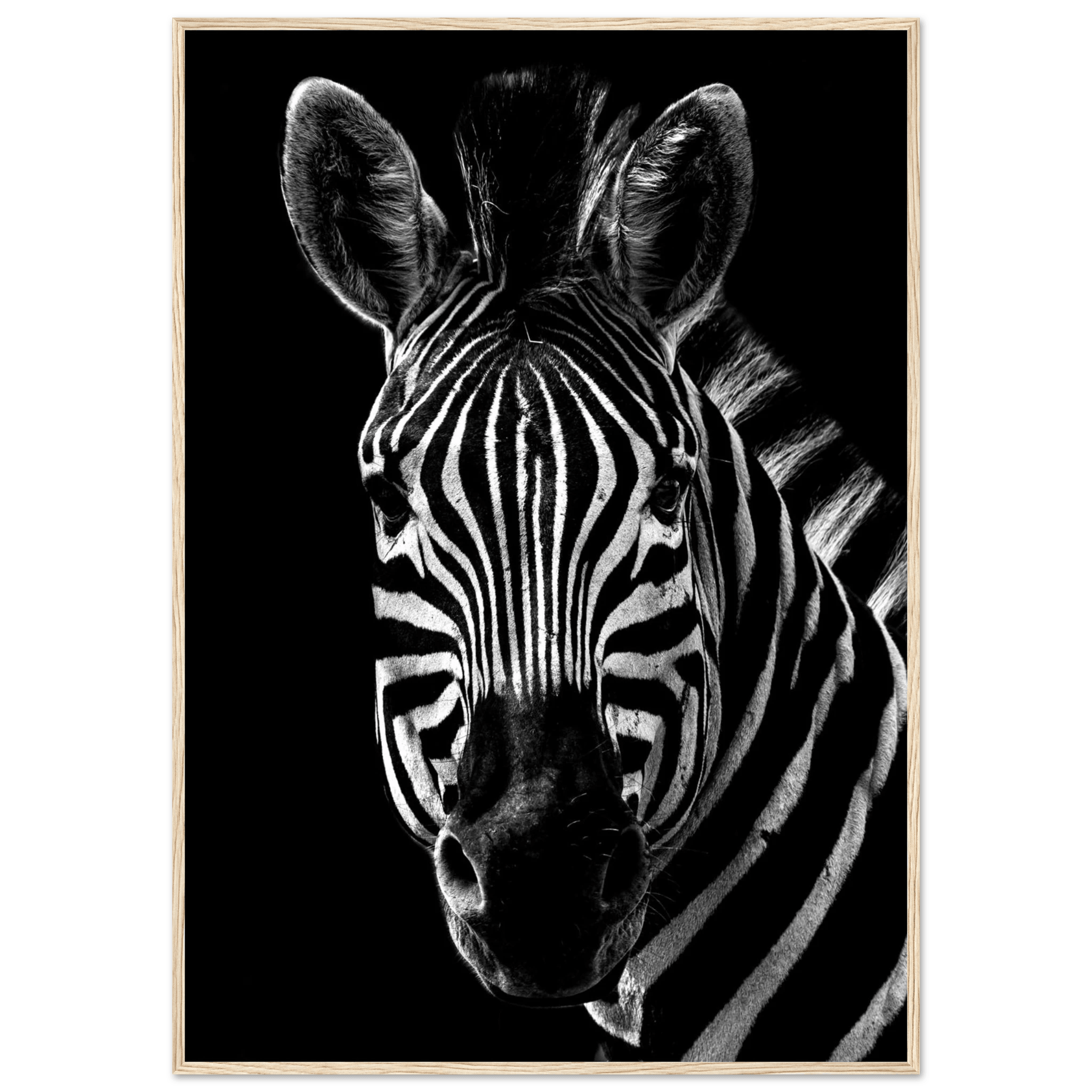Zebra - Poster - Arthena