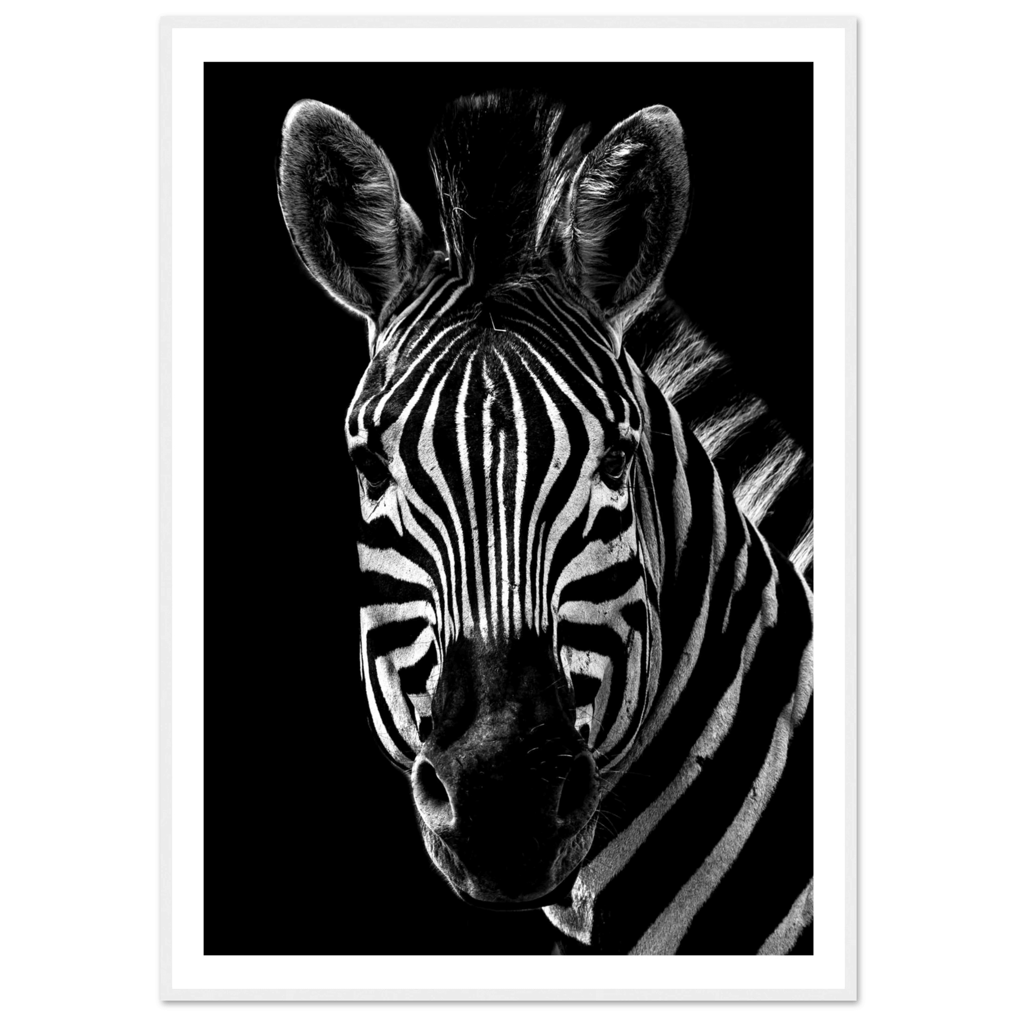 Zebra - Poster - Arthena