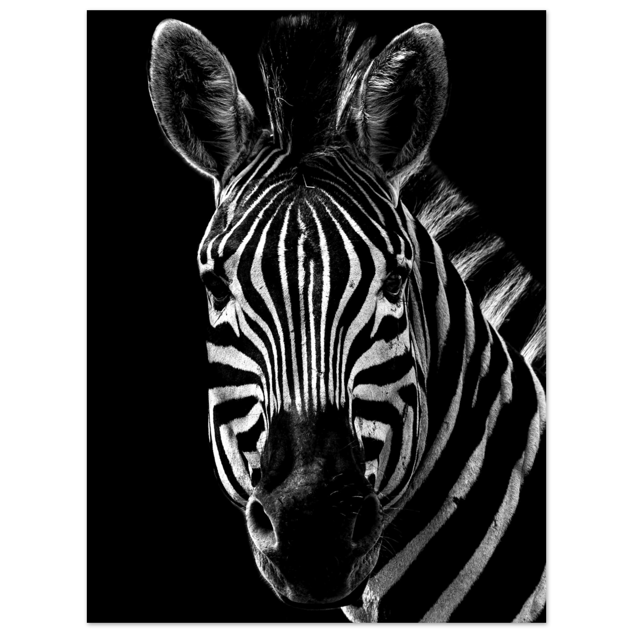Zebra - Poster - Arthena