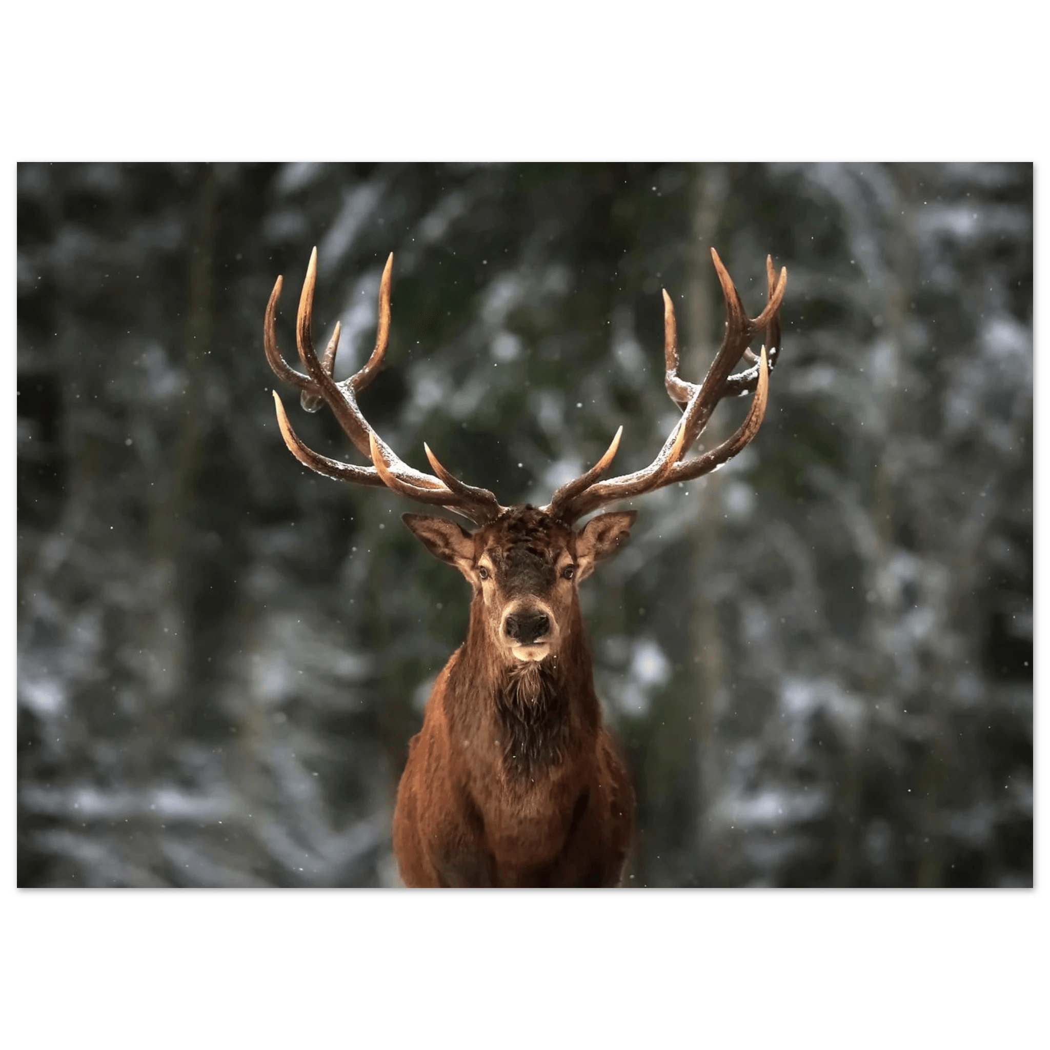 Stag in snow - Poster - Arthena