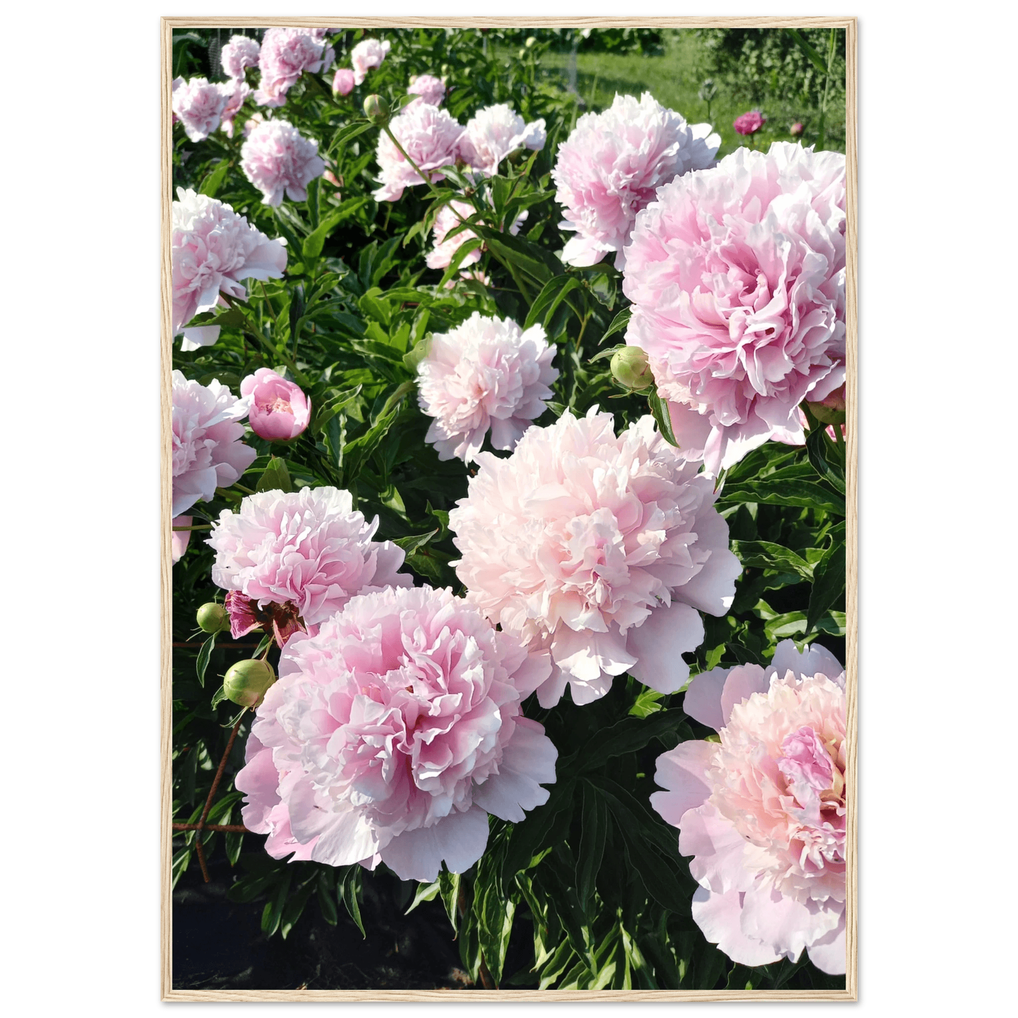 Peonies - Poster - Arthena