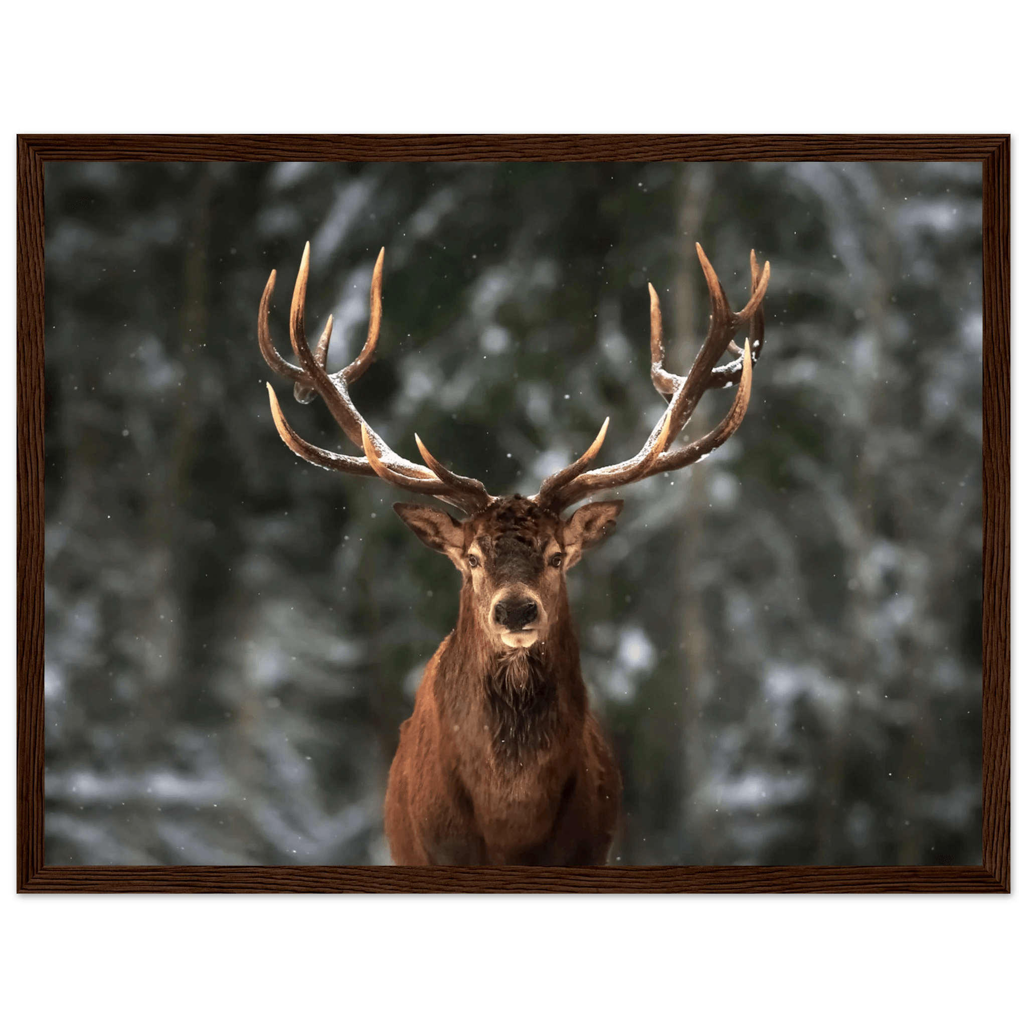 Stag in snow - Poster - Arthena