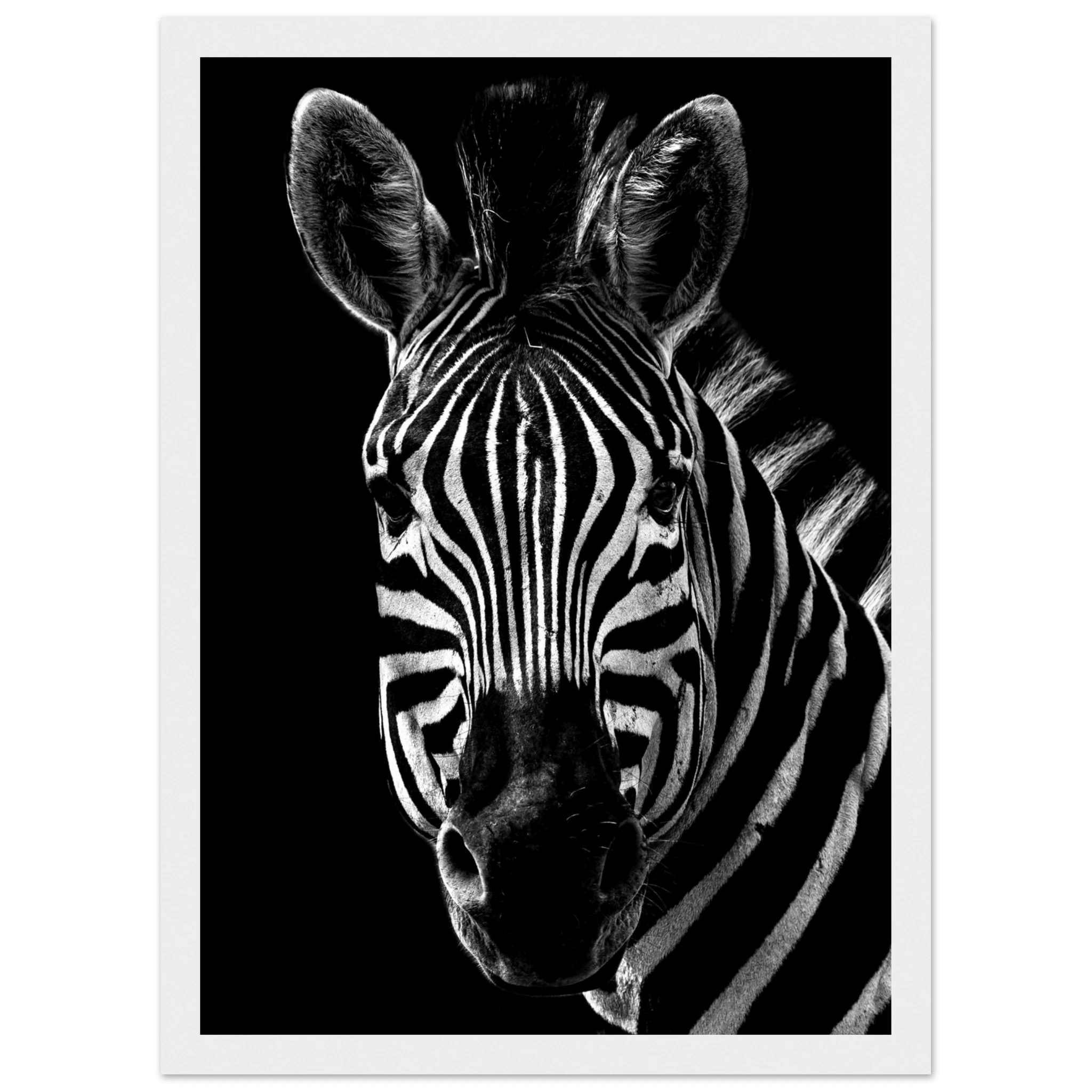 Zebra - Poster - Arthena