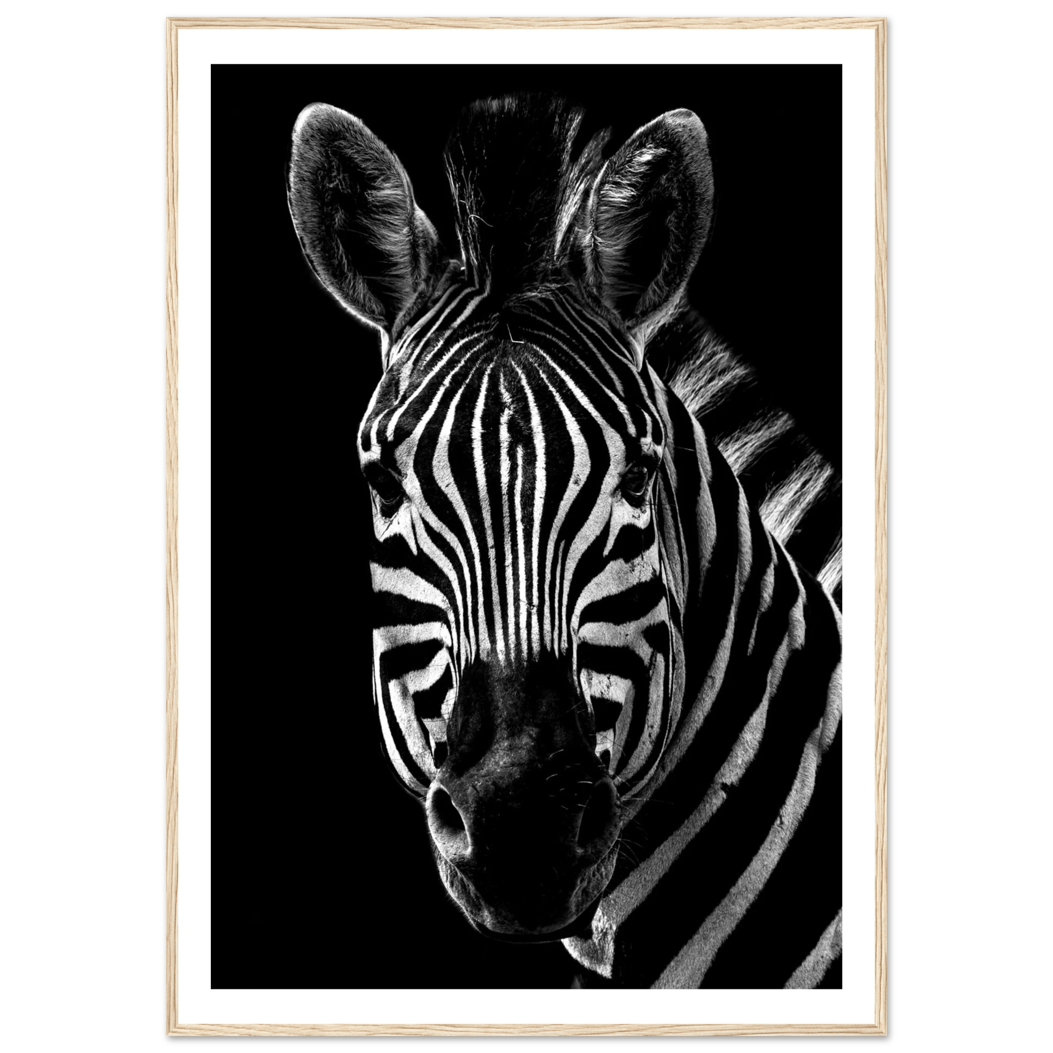 Zebra - Poster - Arthena