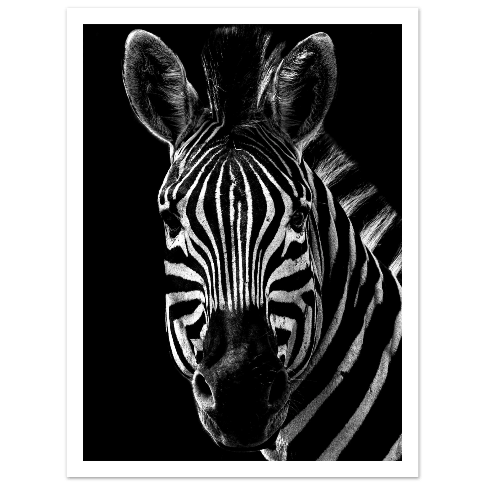 Zebra - Poster - Arthena