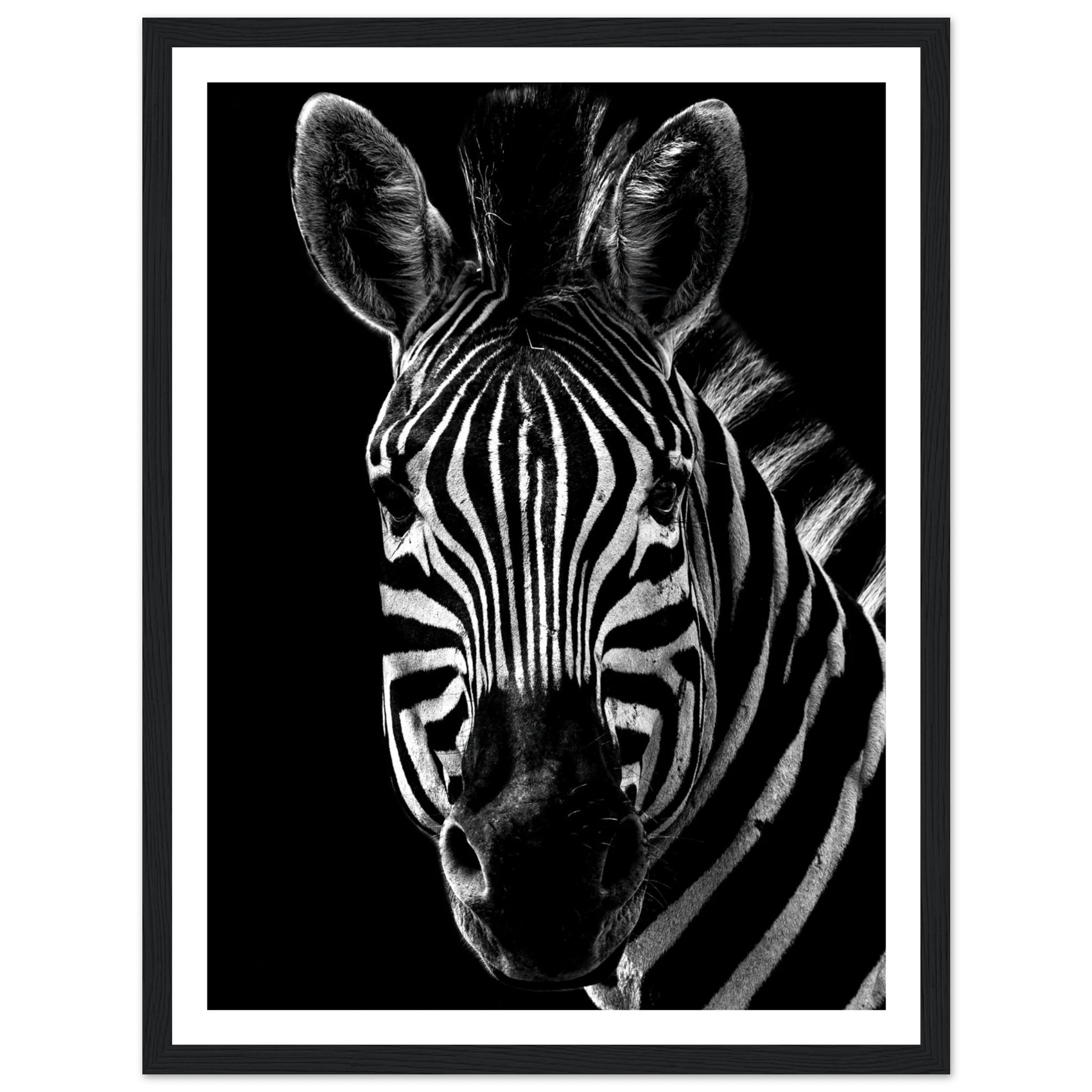 Zebra - Poster - Arthena