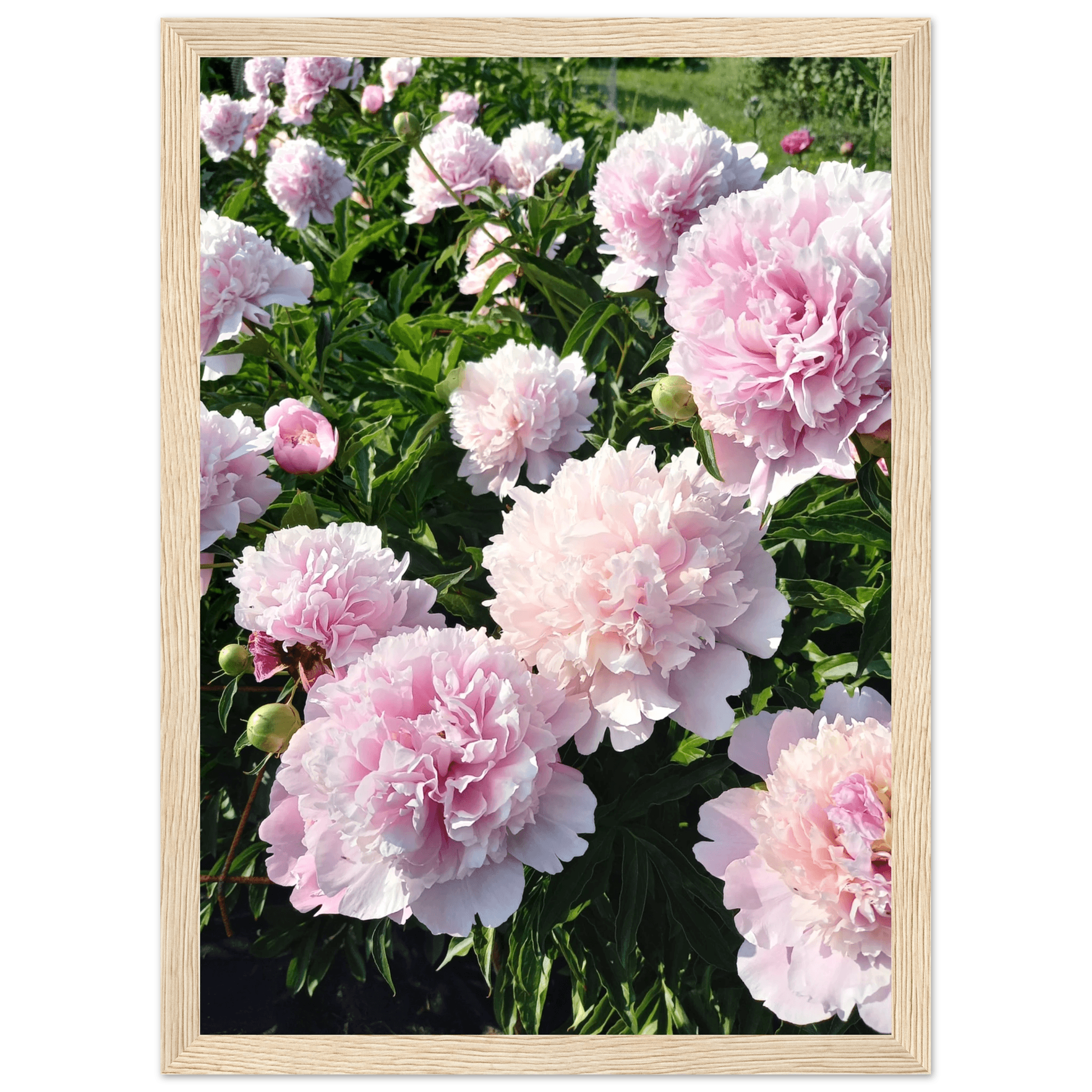 Peonies - Poster - Arthena