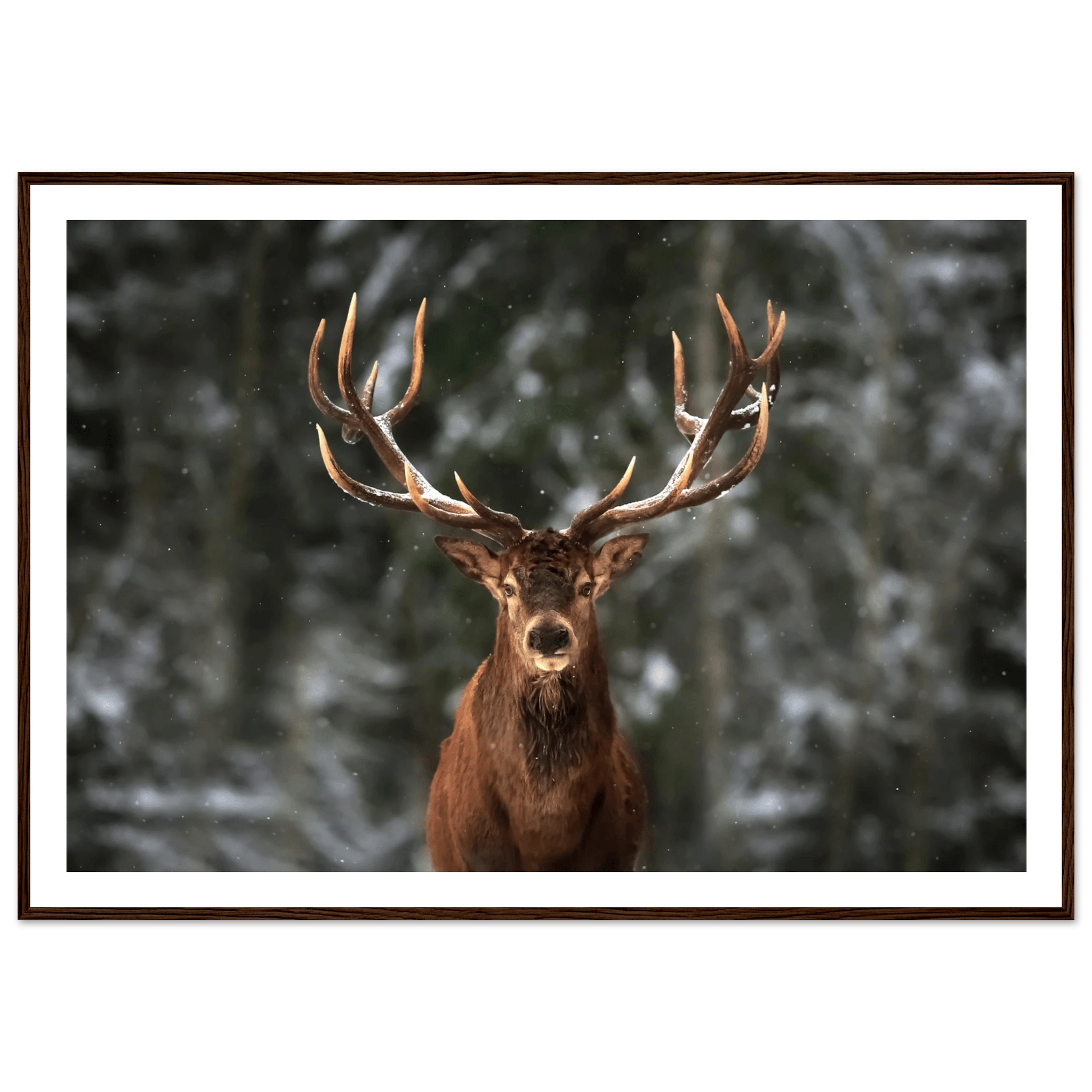 Stag in snow - Poster - Arthena