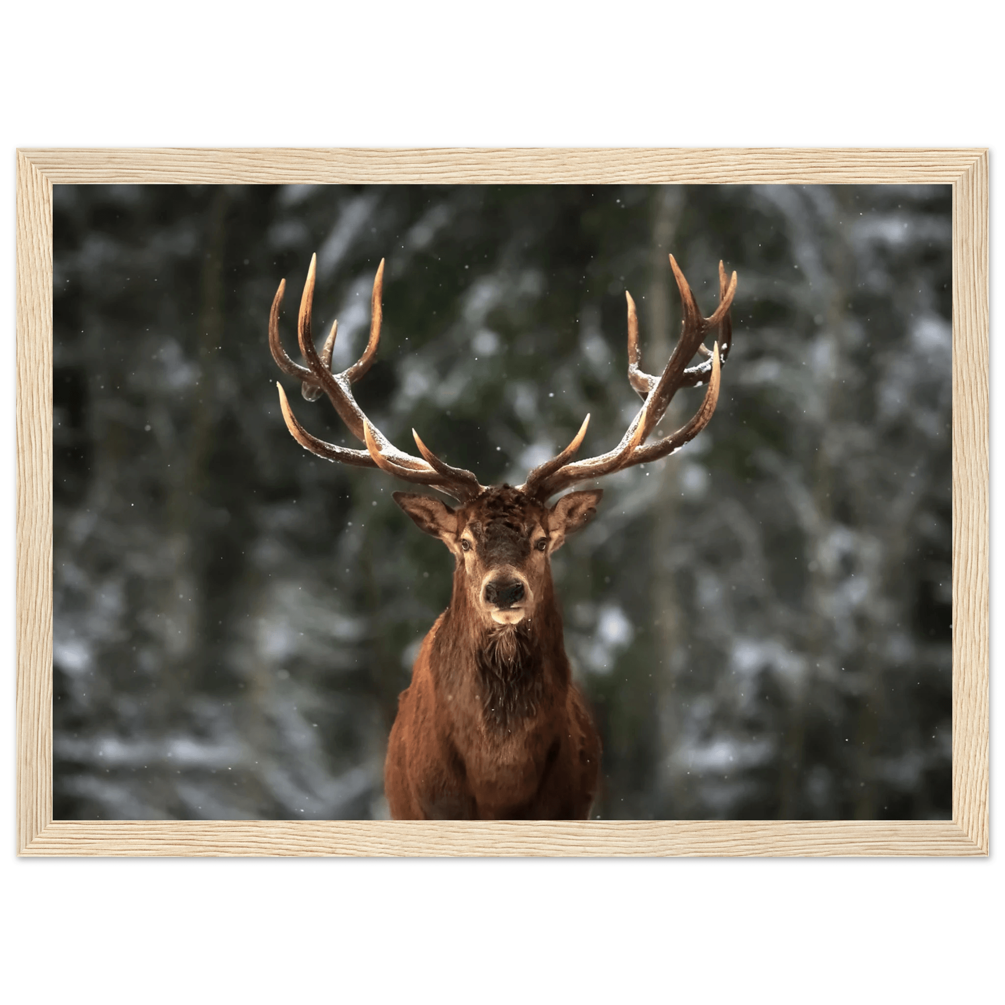 Stag in snow - Poster - Arthena
