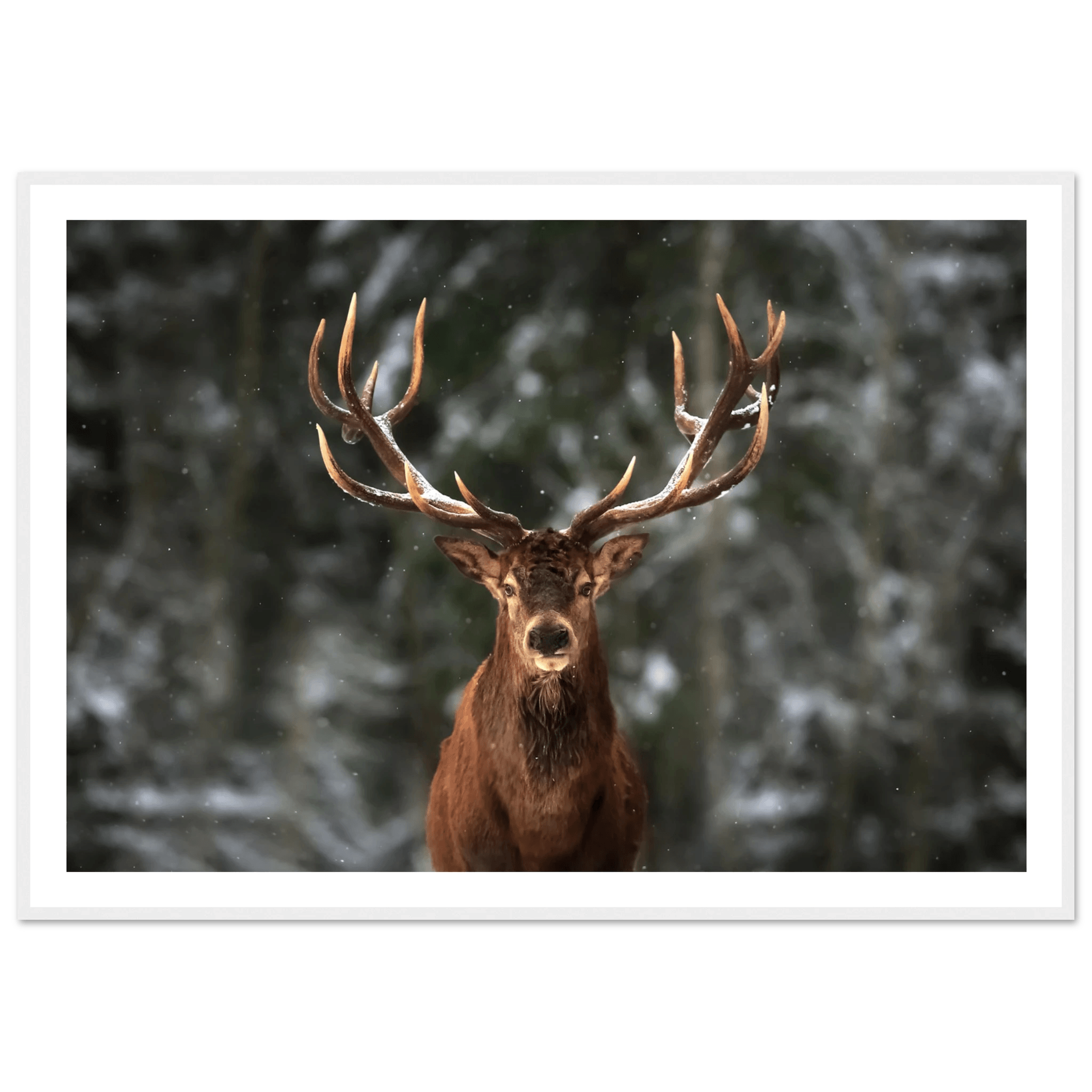 Stag in snow - Poster - Arthena