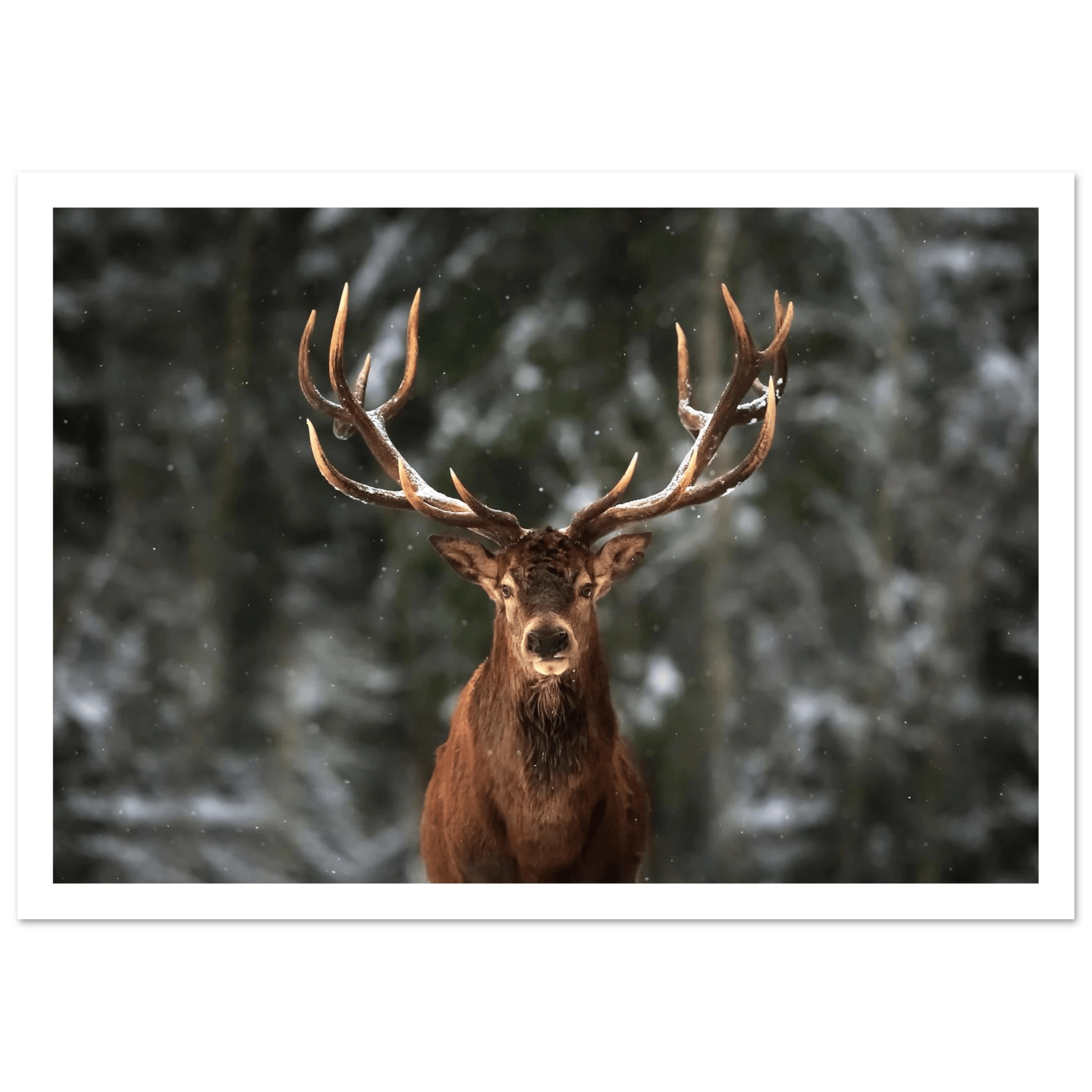 Stag in snow - Poster - Arthena