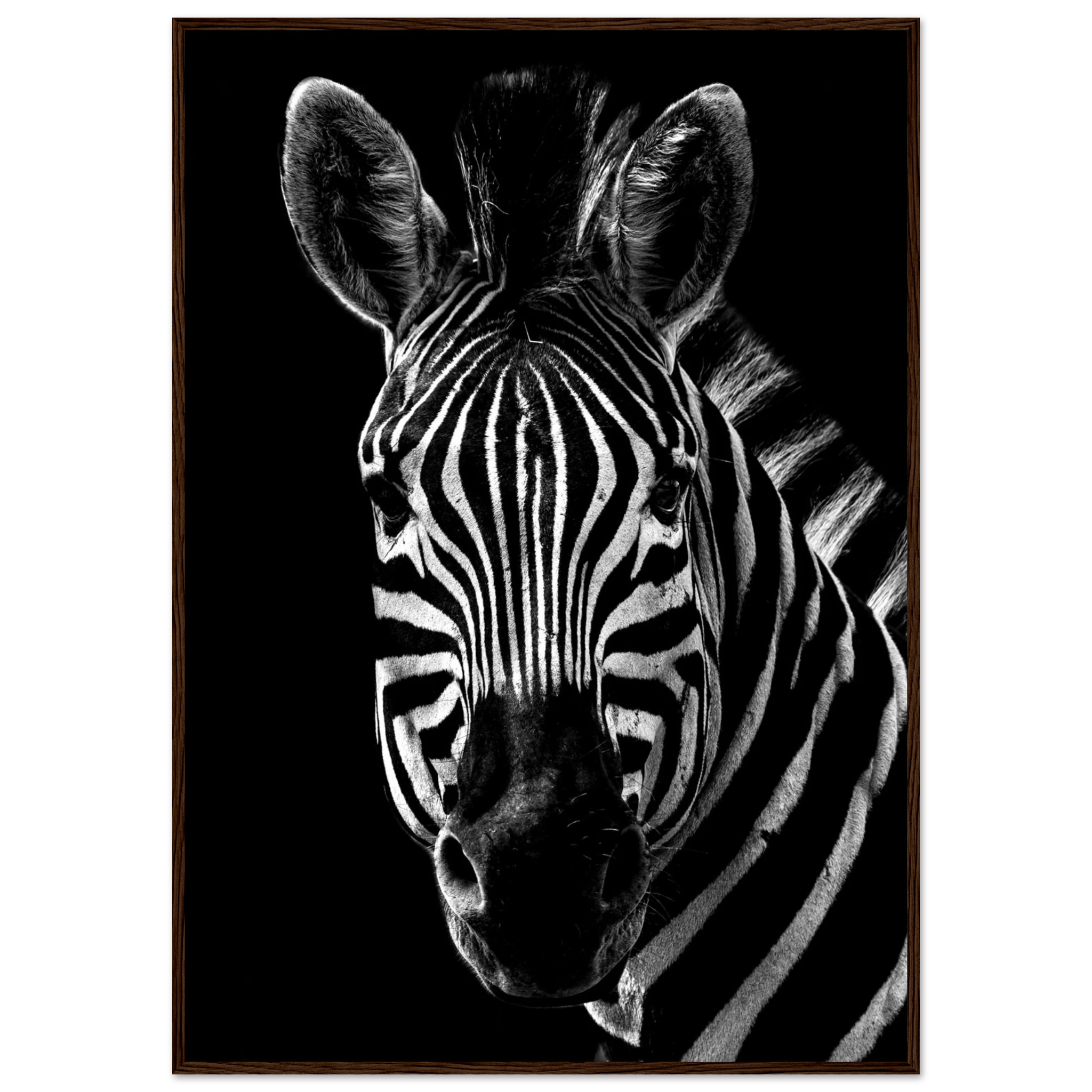 Zebra - Poster - Arthena
