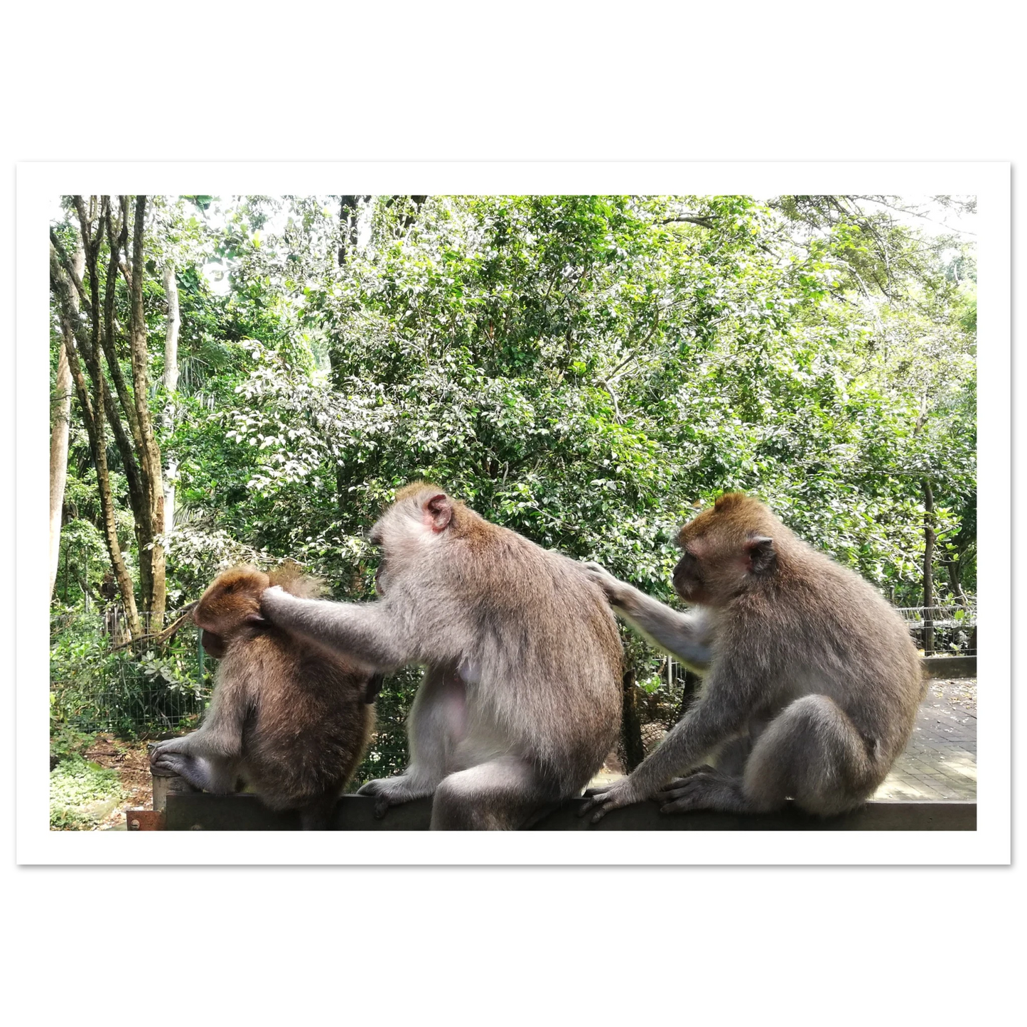 Monkey Scratchers - Poster - Arthena