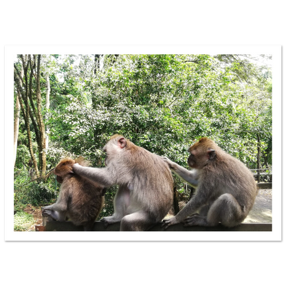 Monkey Scratchers - Poster - Arthena