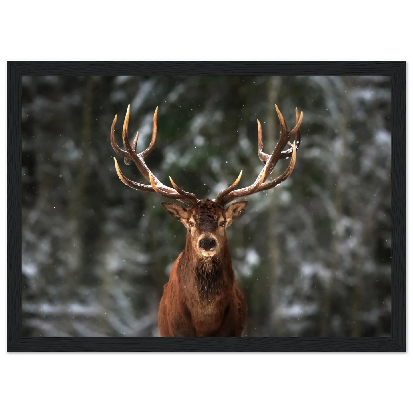 Stag in snow - Poster - Arthena
