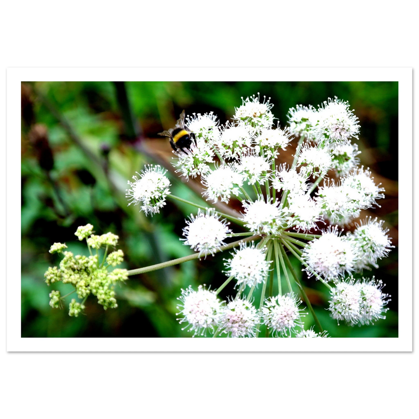Expression of the Bumblebee - Arthena