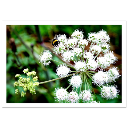 Expression of the Bumblebee - Arthena