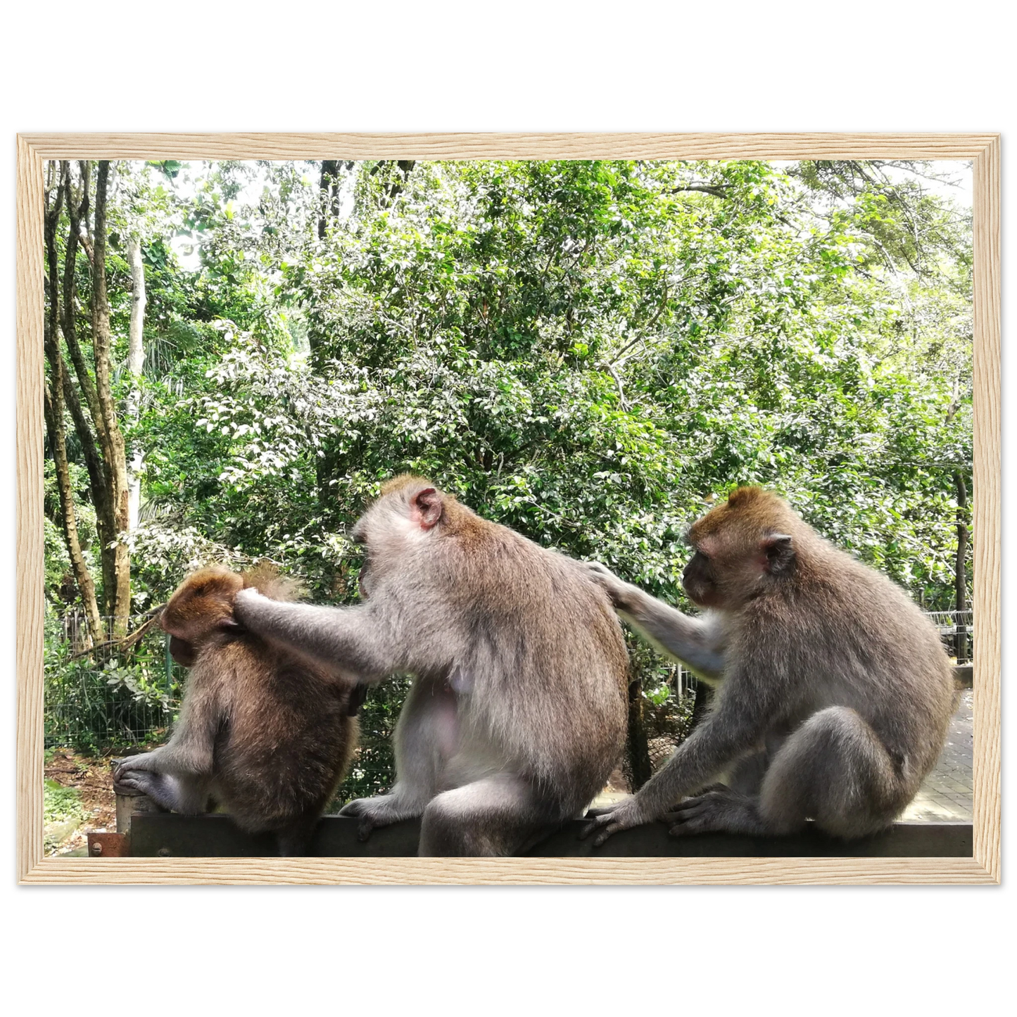 Monkey Scratchers - Poster - Arthena