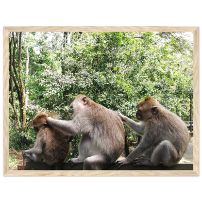 Monkey Scratchers - Poster - Arthena